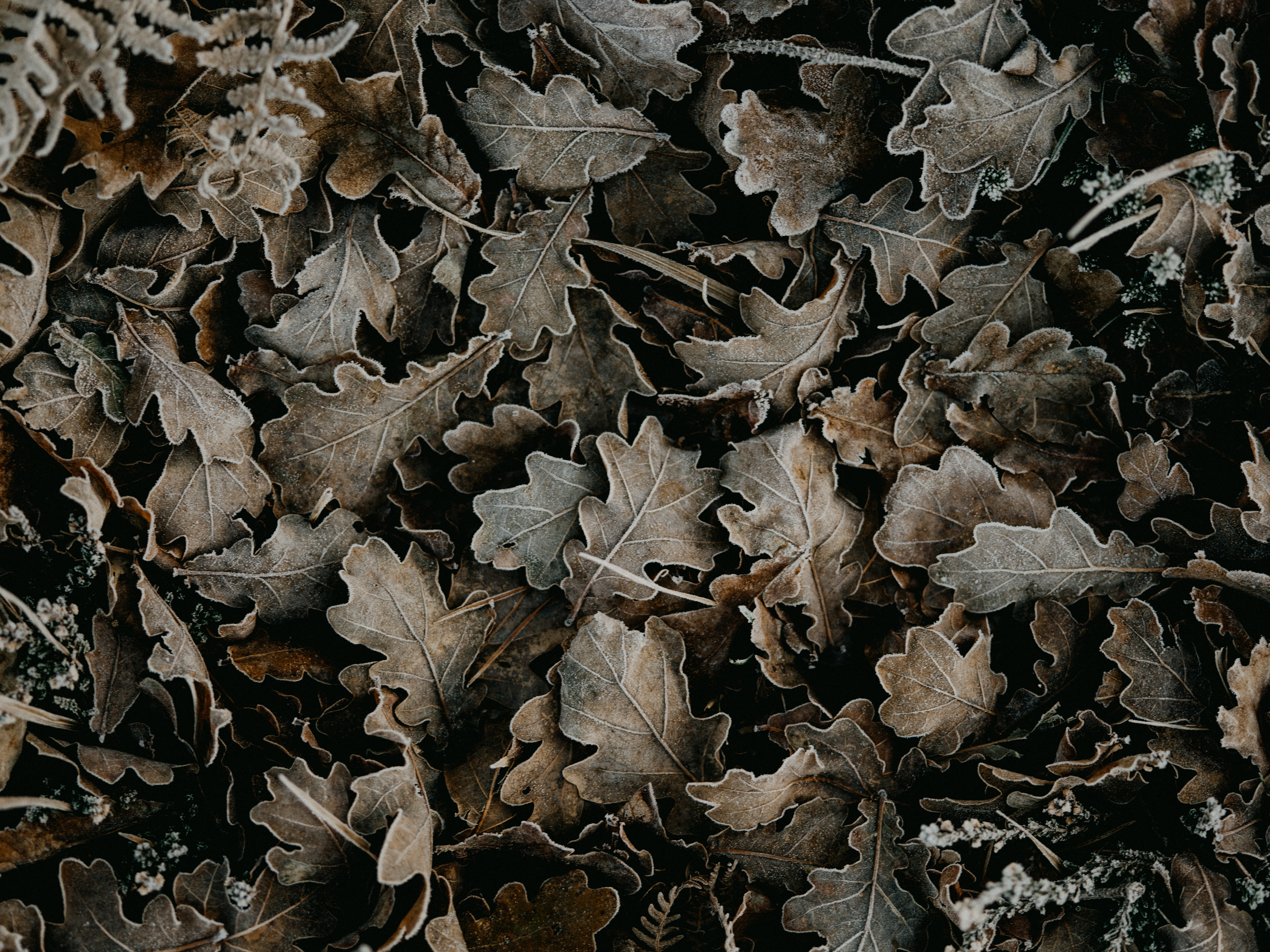 leaves, macro, fallen 3d Wallpaper