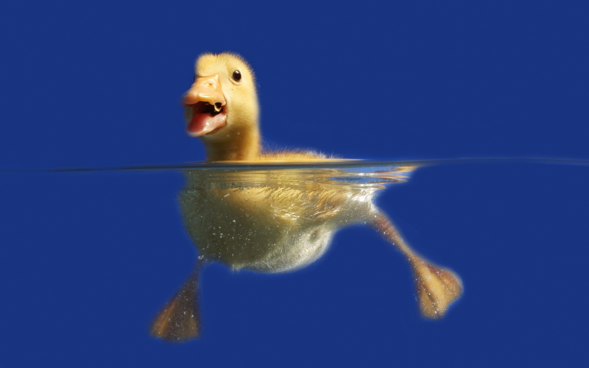 Images & Pictures blue, animals Ducks