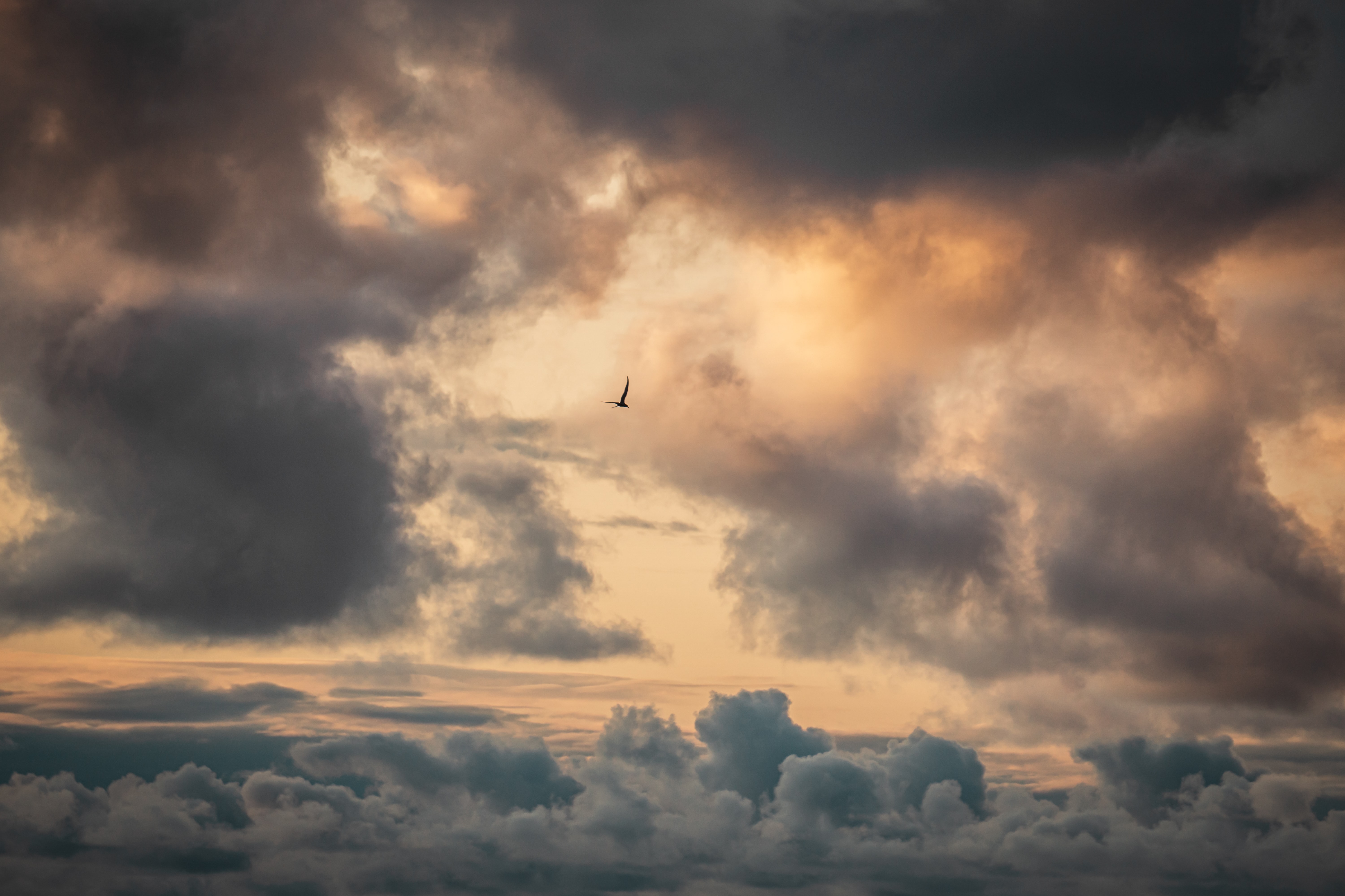 100091 скачать обои облака, природа, небо, птица - заставки и картинки бесплатно