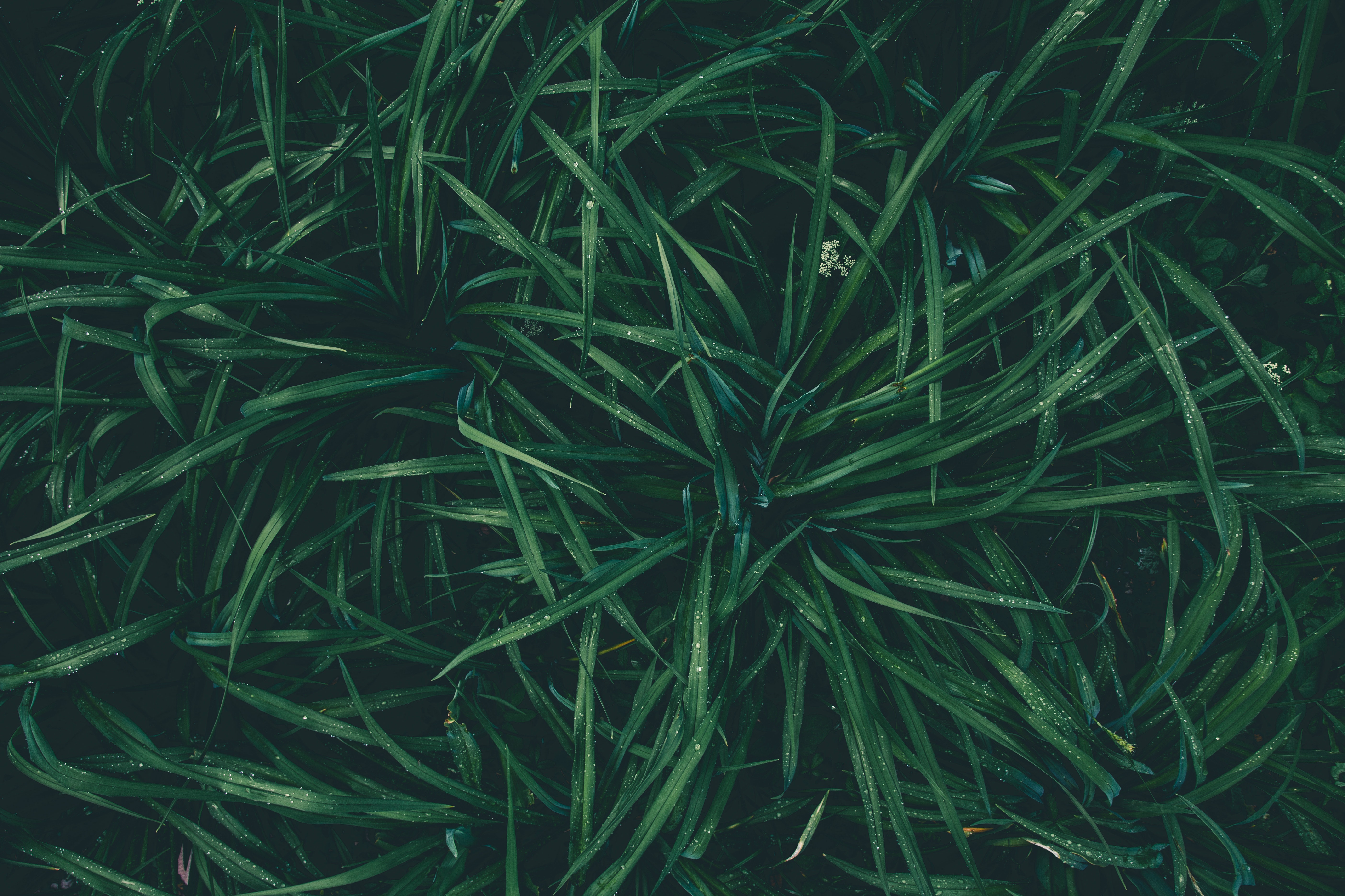 Mobile Wallpaper: Free HD Download [HQ] drops, green, grass, dew