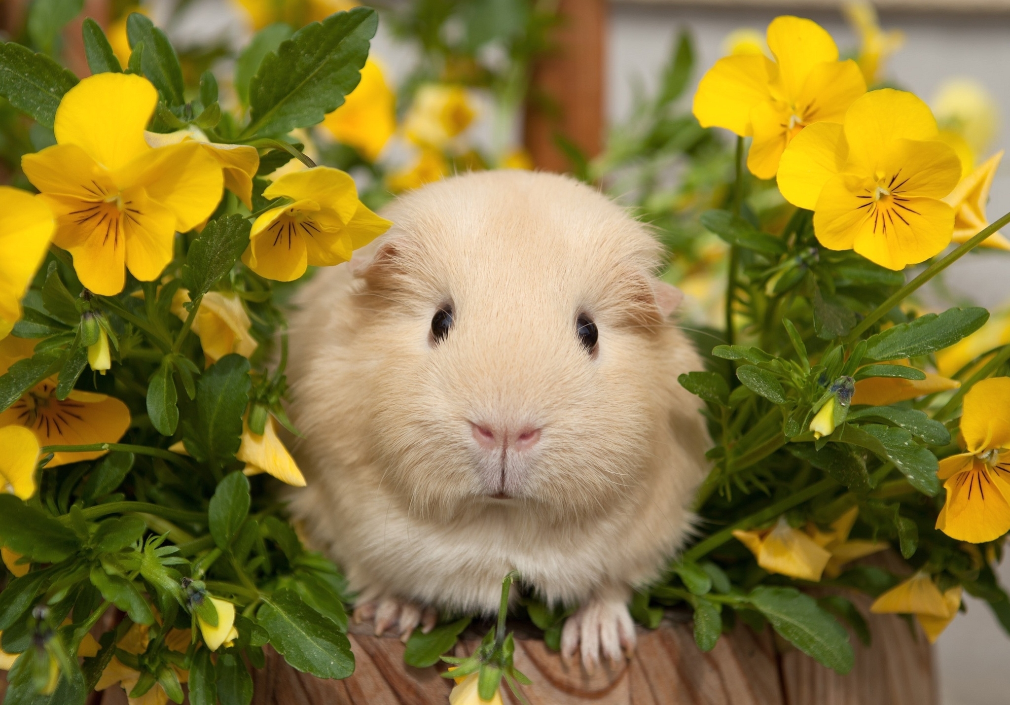 79442 download wallpaper animals, flowers, pansies, guinea pig screensavers and pictures for free