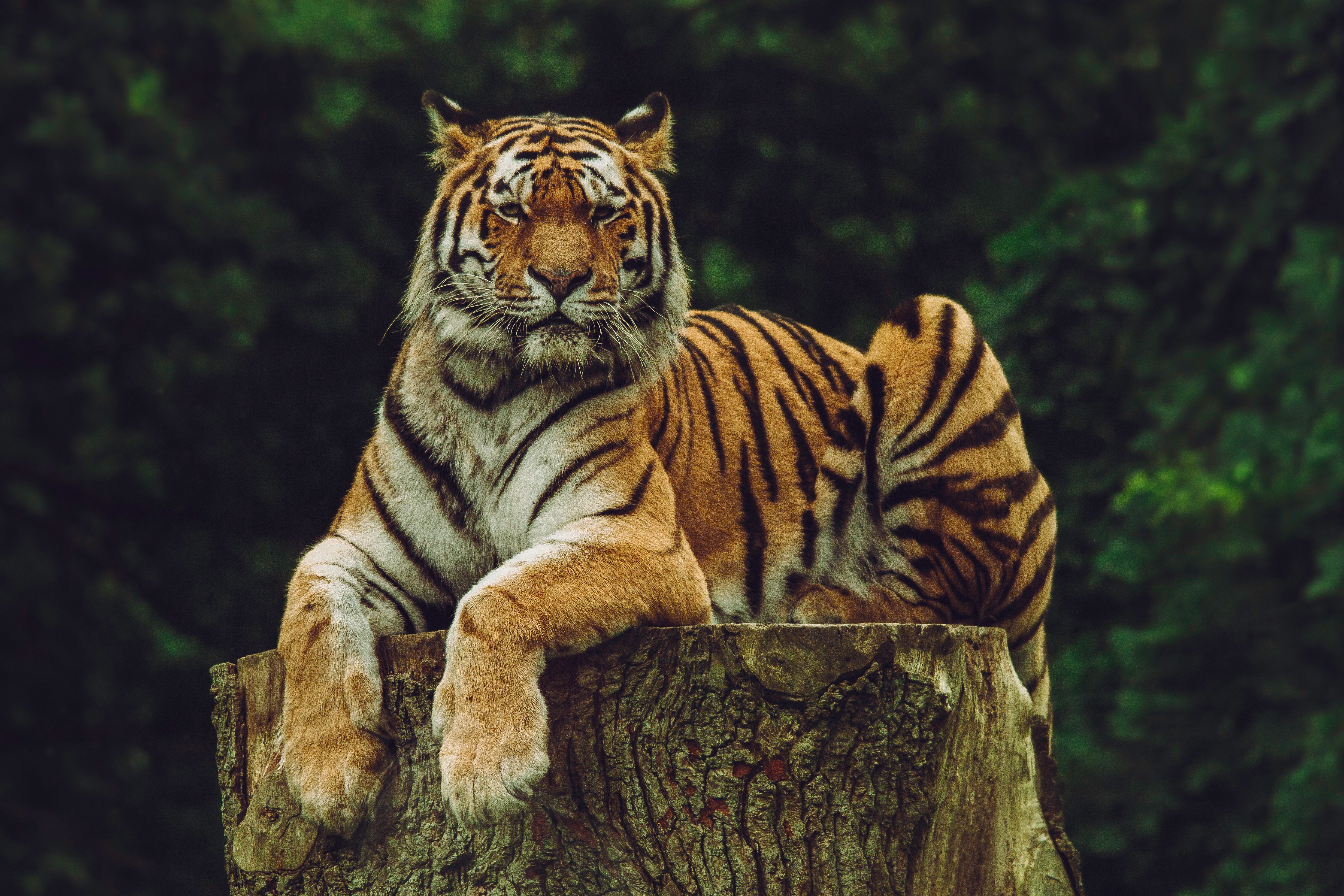 97097 Заставки и Обои Большая Кошка на телефон. Скачать хищник, тигр, животные, амурский тигр картинки бесплатно