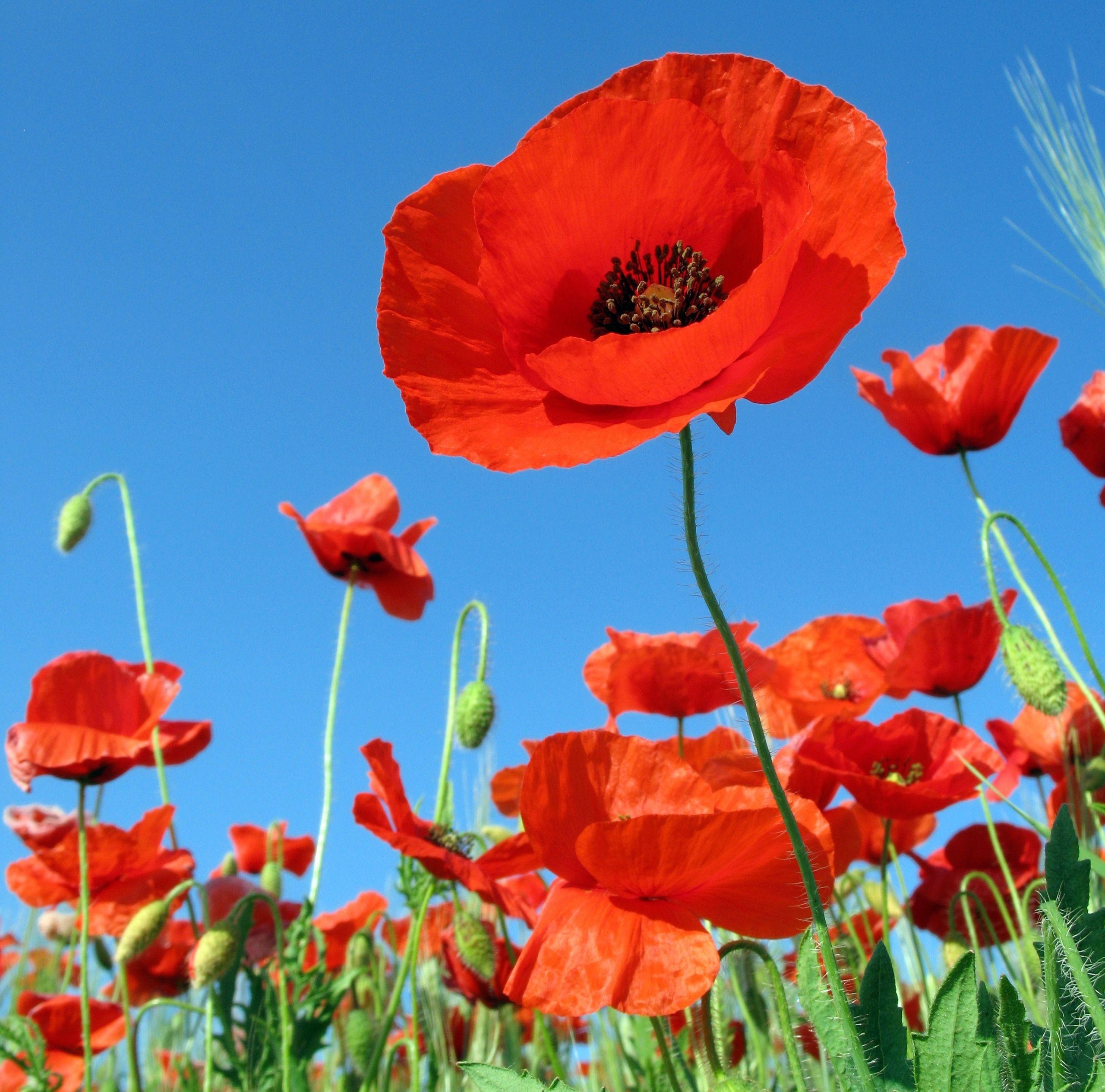 sky, poppies, relaxation, field home screen for smartphone