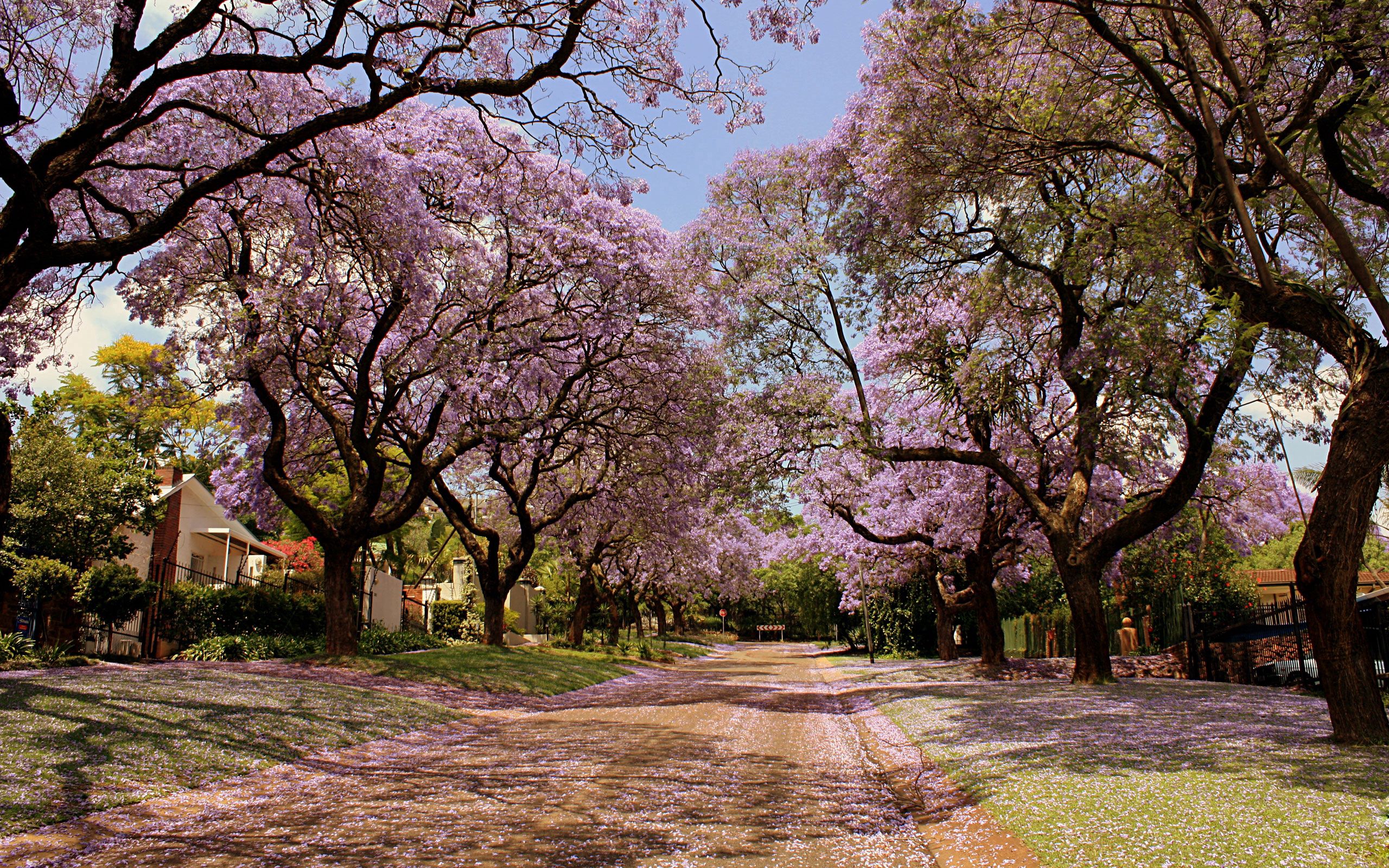 it's beautiful, nature, flowers, trees, park, spring, handsomely