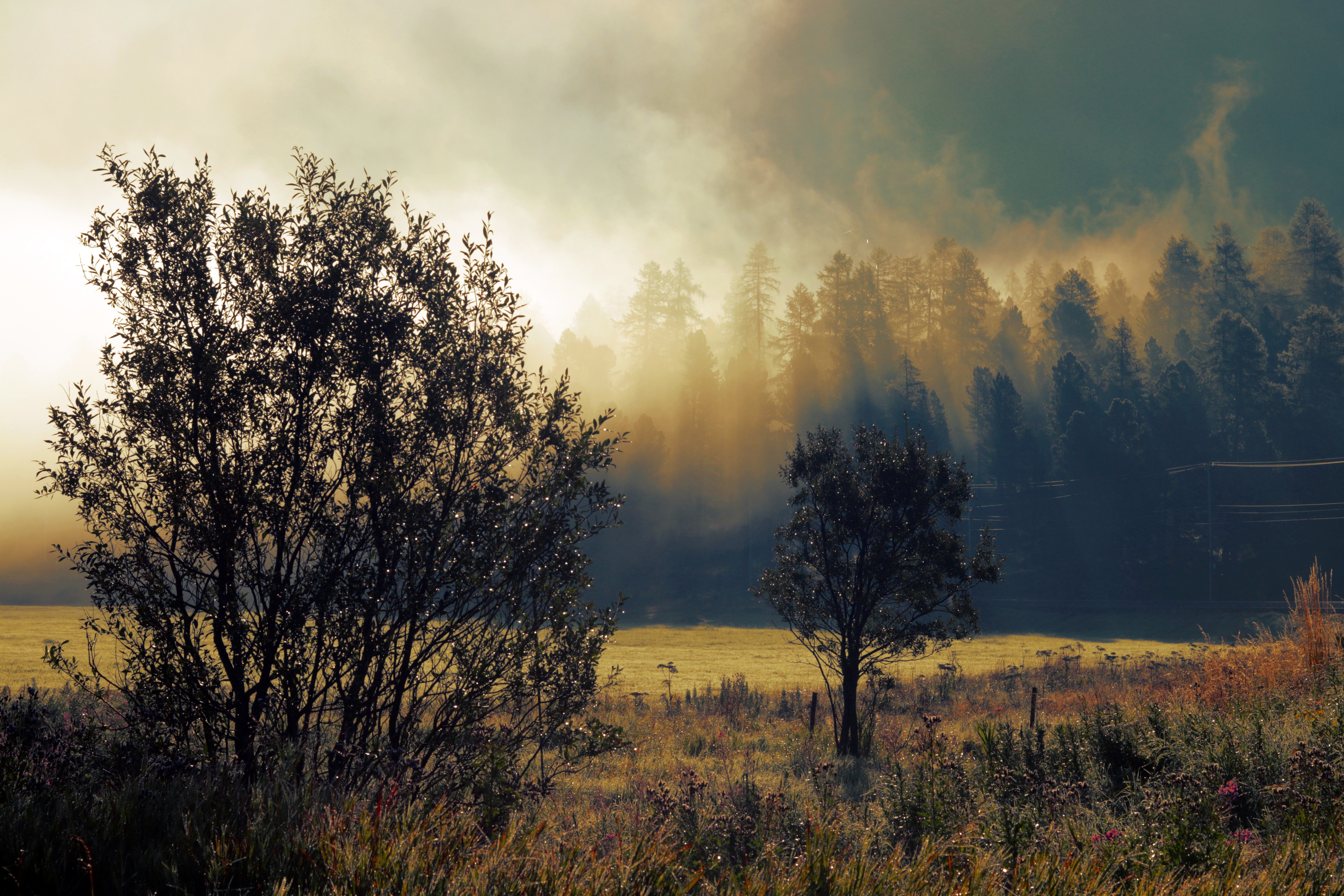 trees, nature, autumn, dawn, fog