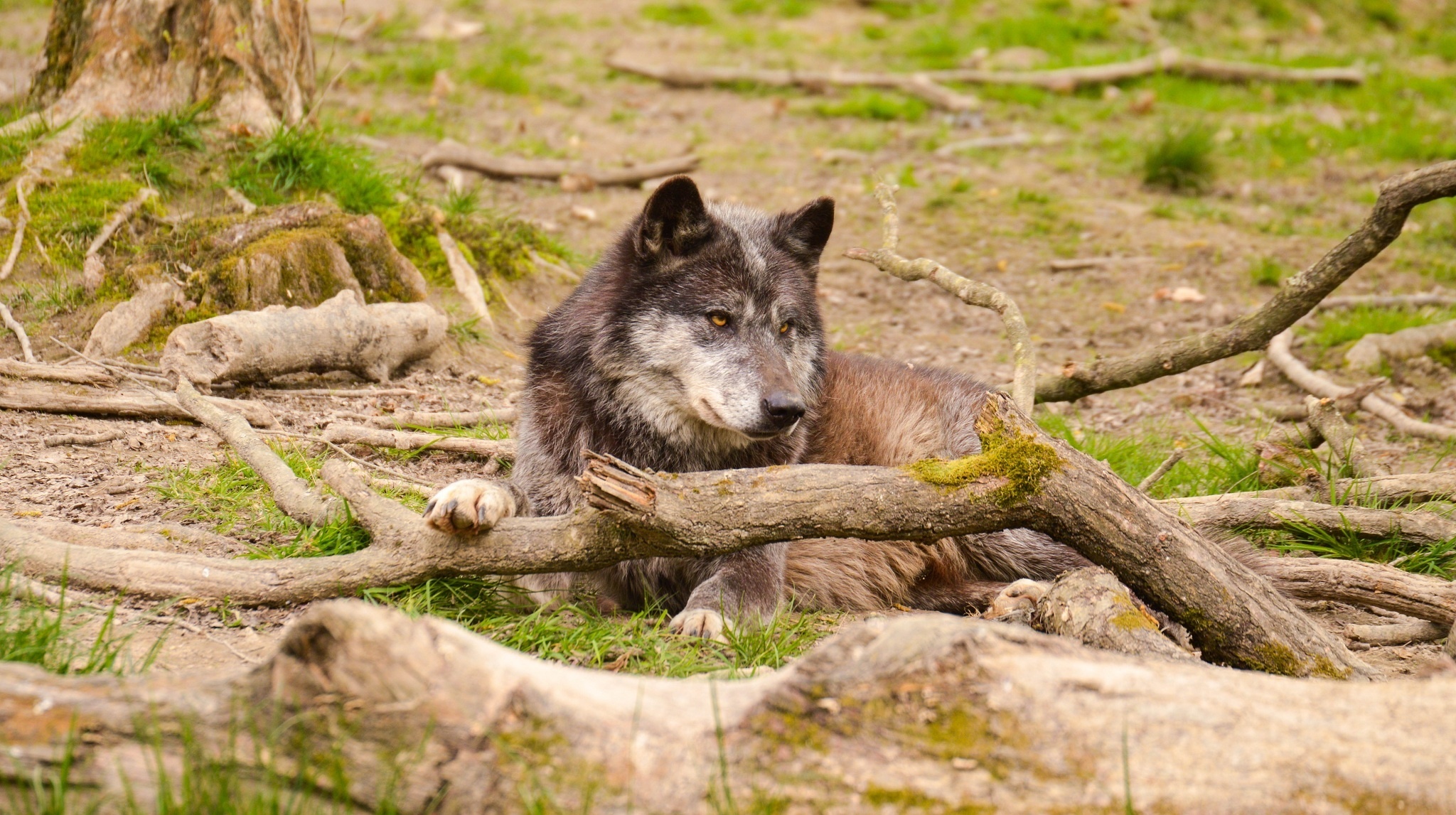 wolf, predator, muzzle, animals download for free