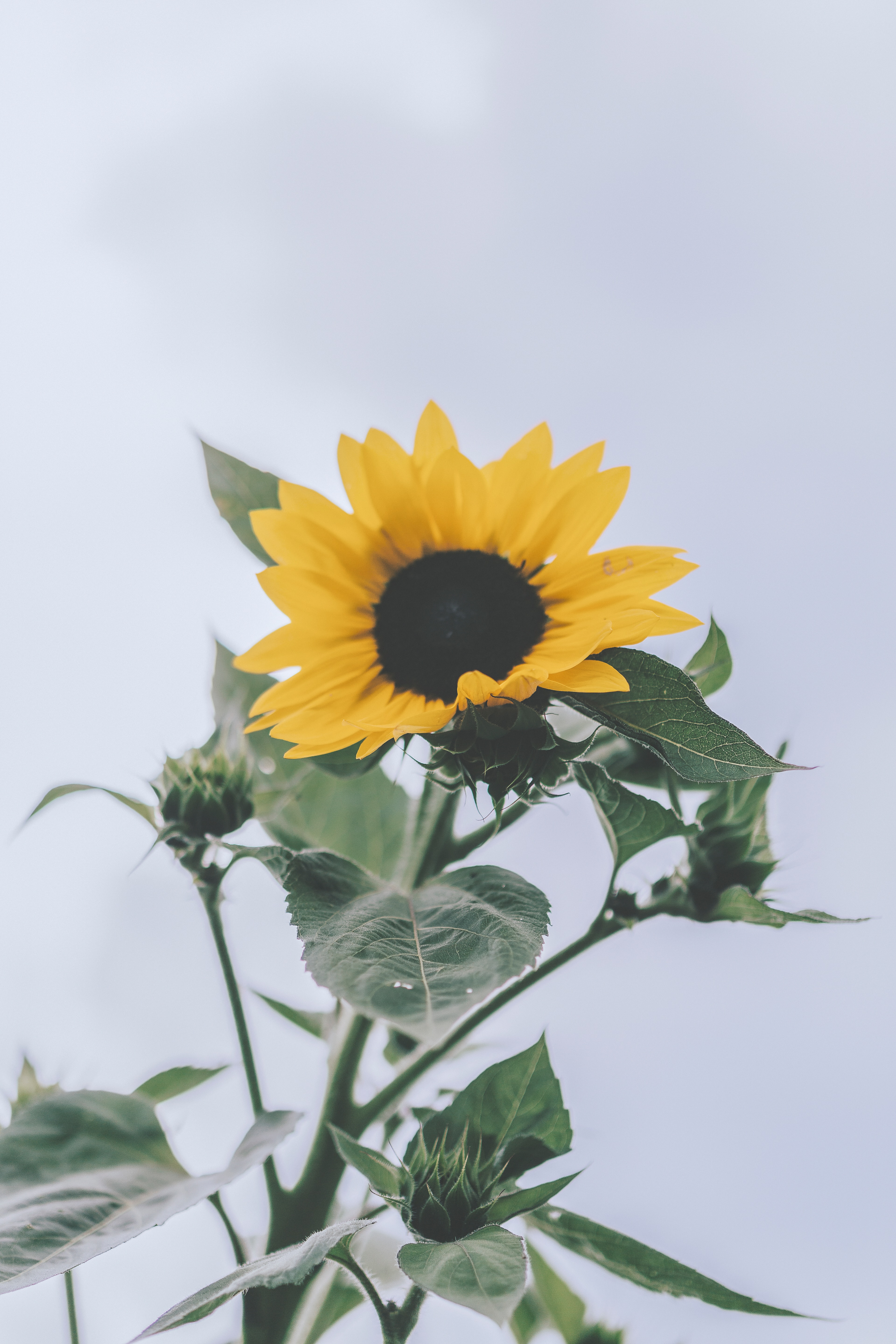 Free Images plant, bloom, yellow, flowers Sunflower