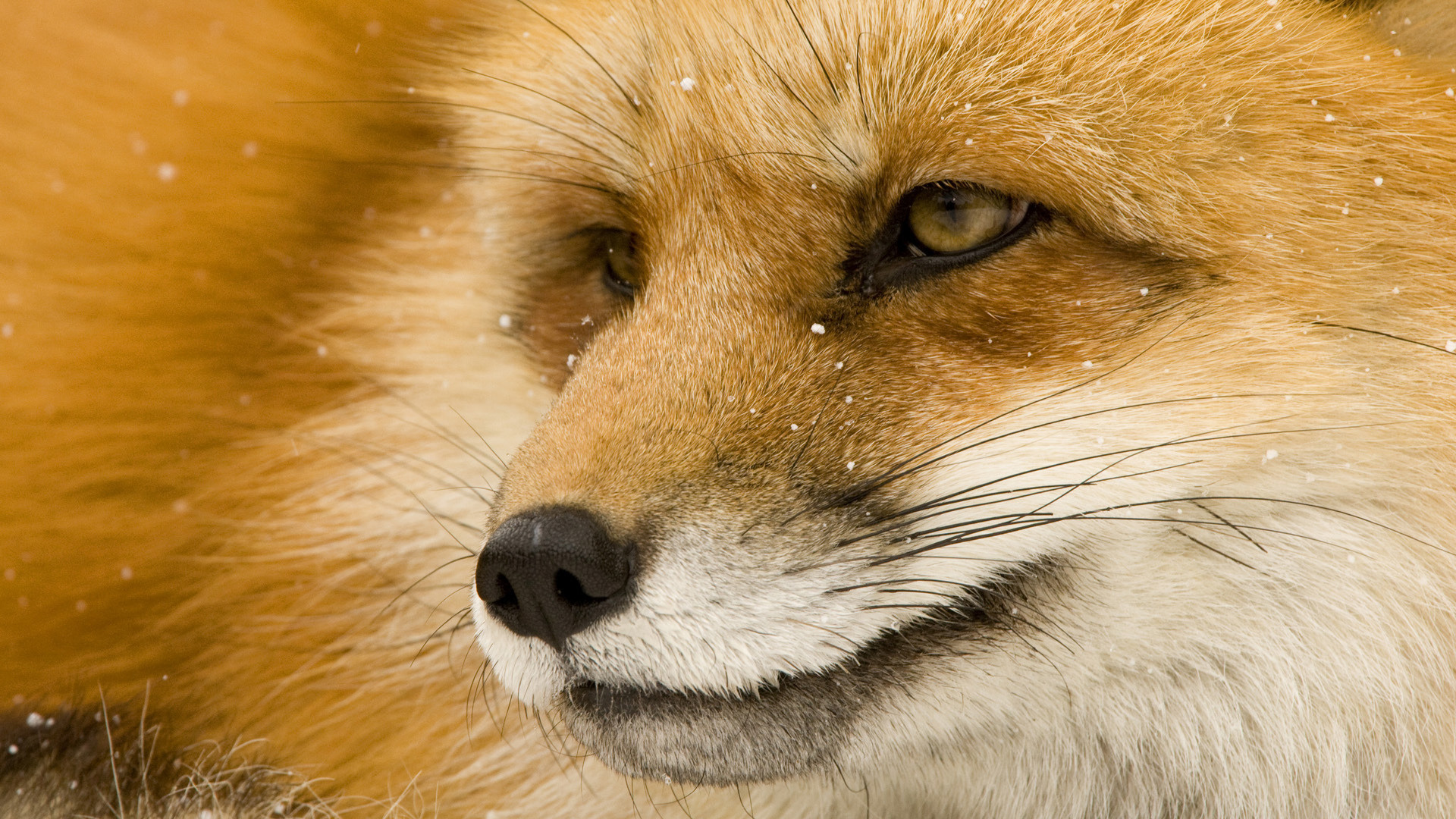 animal, fox, muzzle 1080p