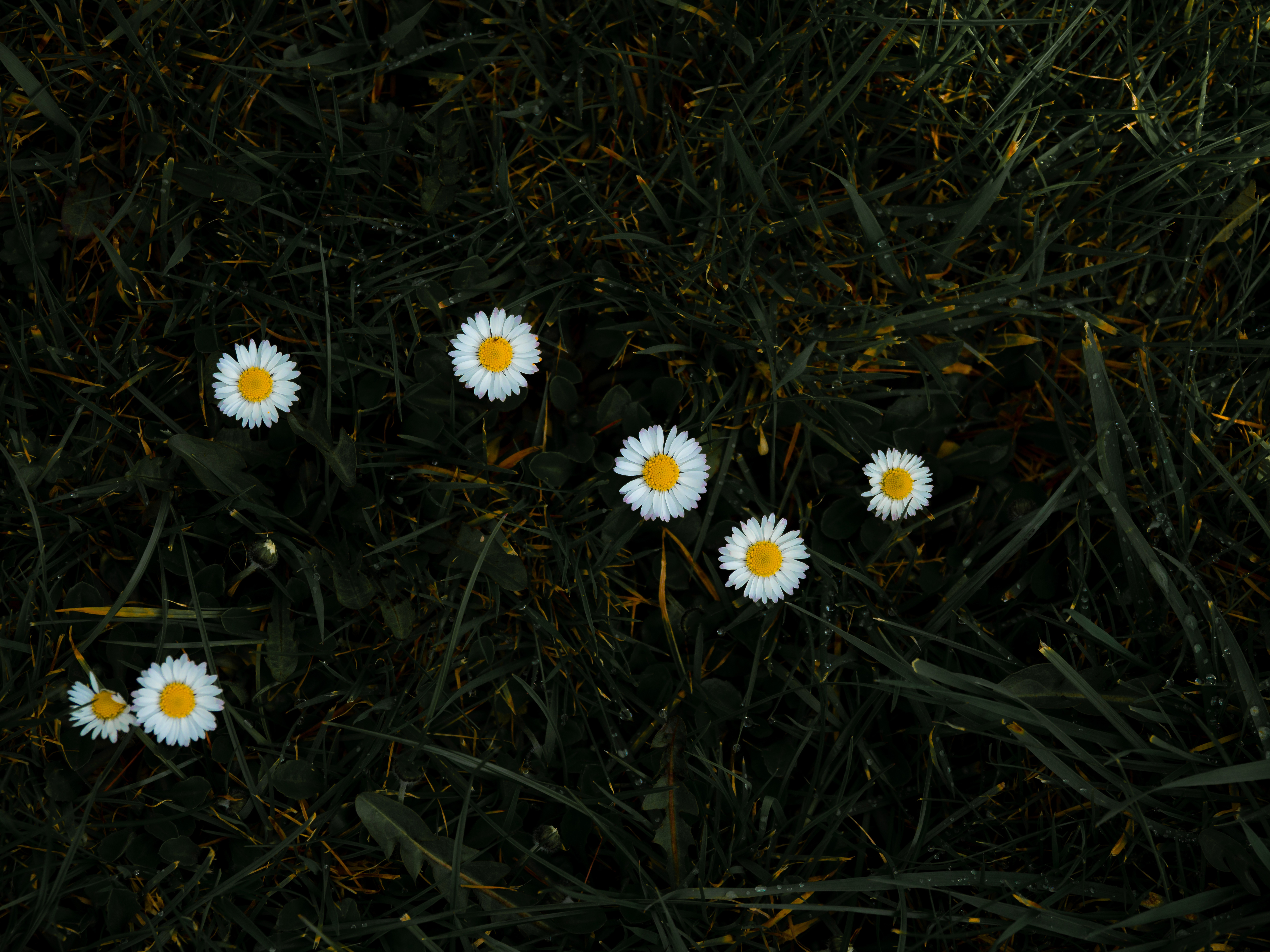 wallpapers grass, flowers, flowering, camomile, bloom