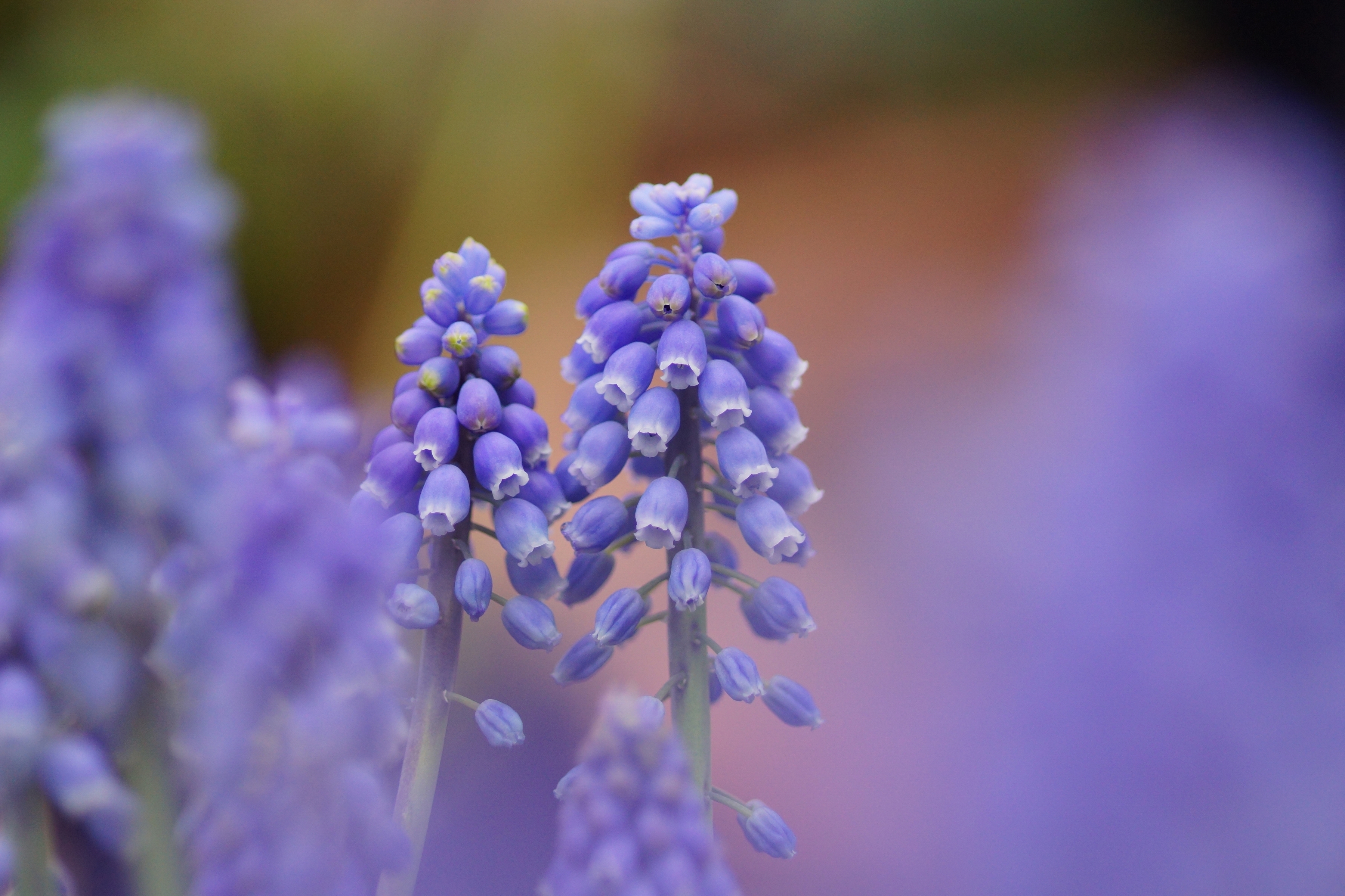 muscari, focus, macro, muskari, flowers, nature, blue