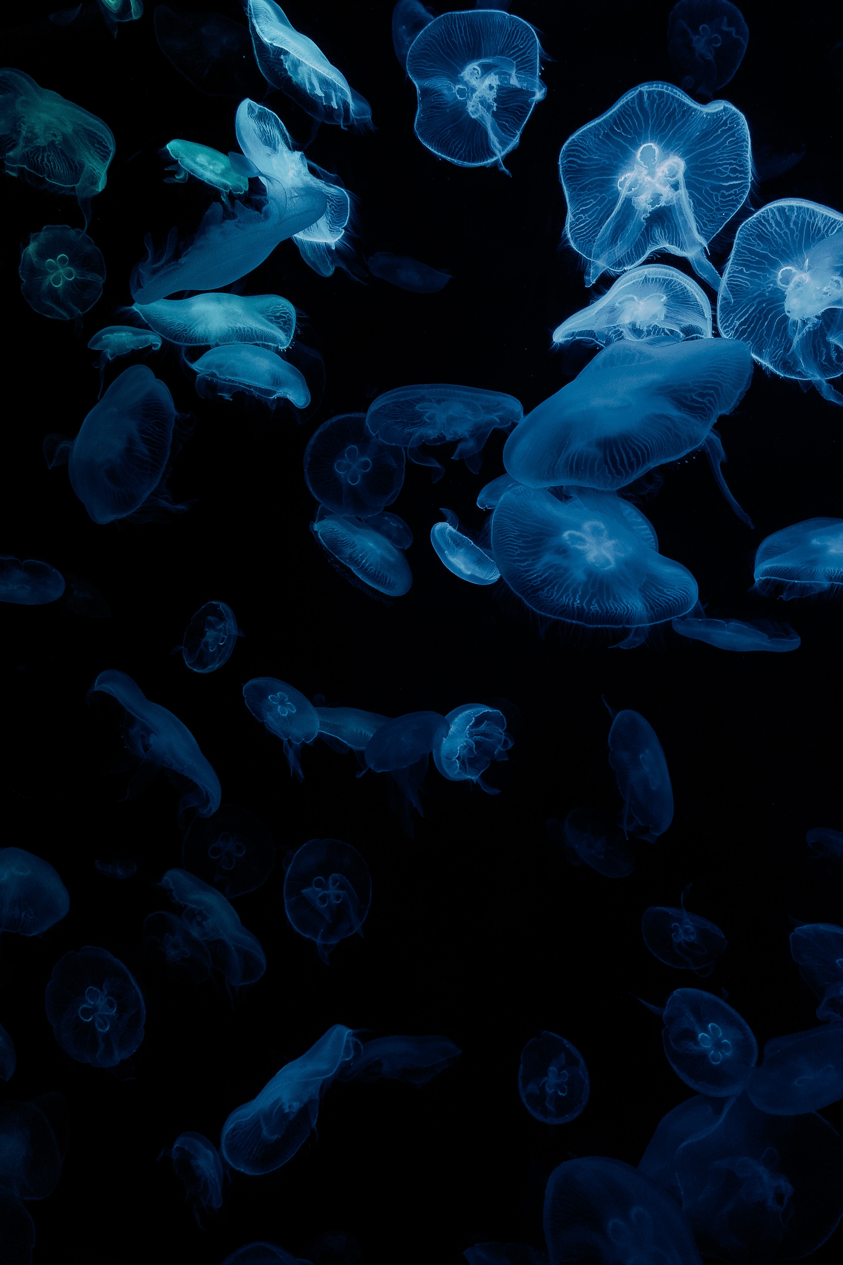 aquarium, dark, aesthetics, black, jellyfish, glow wallpaper for mobile