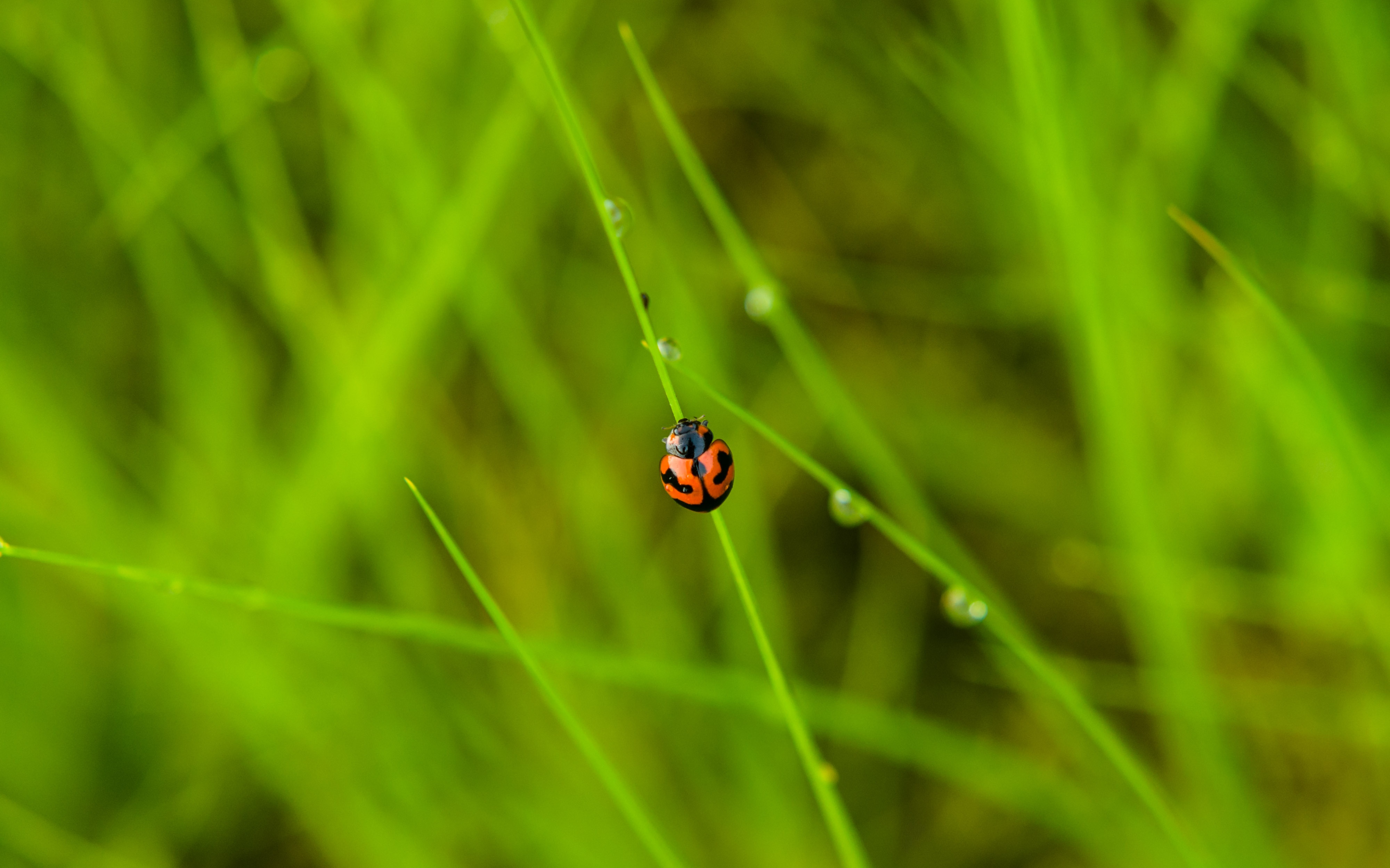 insect, grass, macro, ladybug, ladybird, dew cellphone