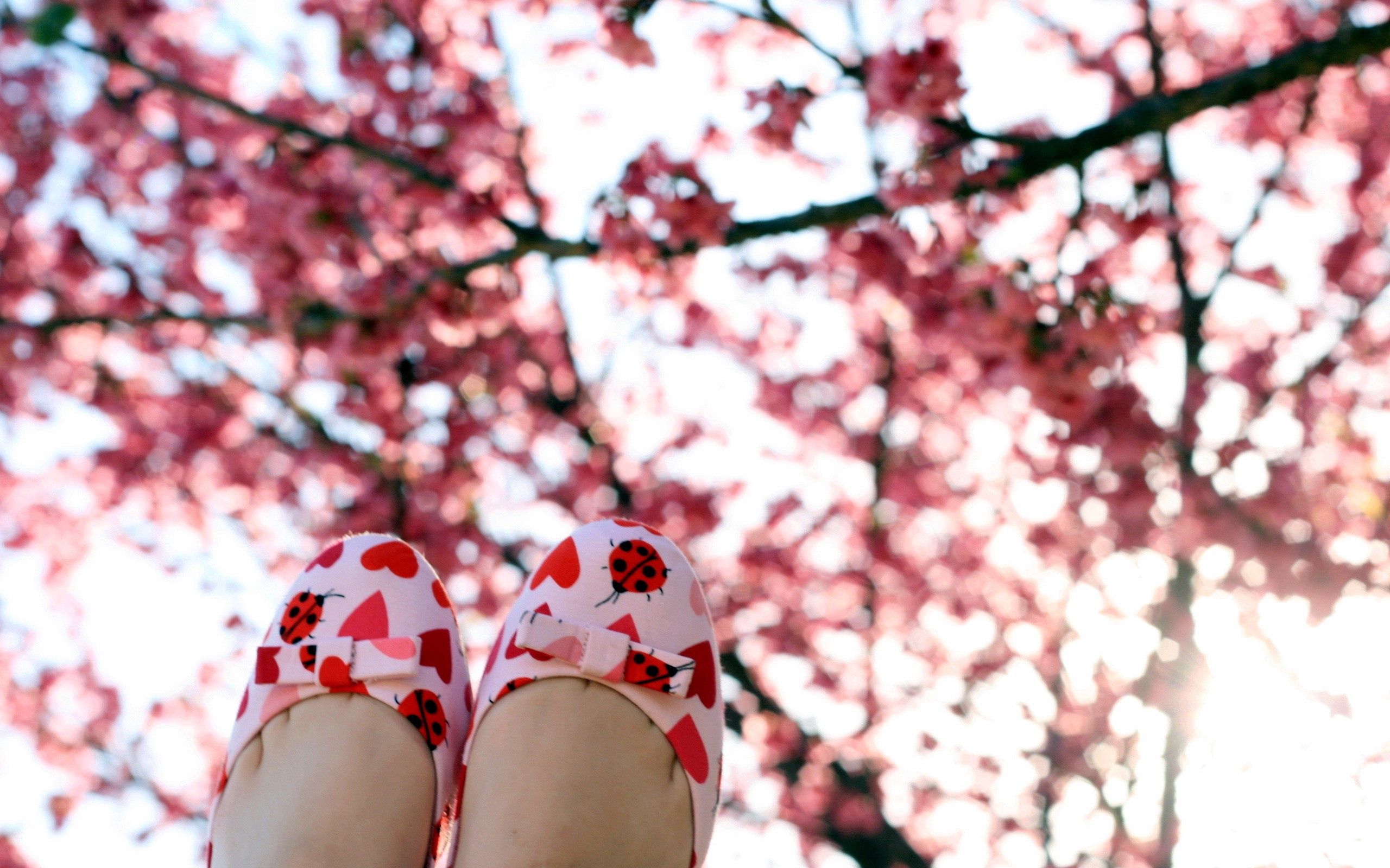 Phone Background Full HD tree, slippers, miscellanea, miscellaneous