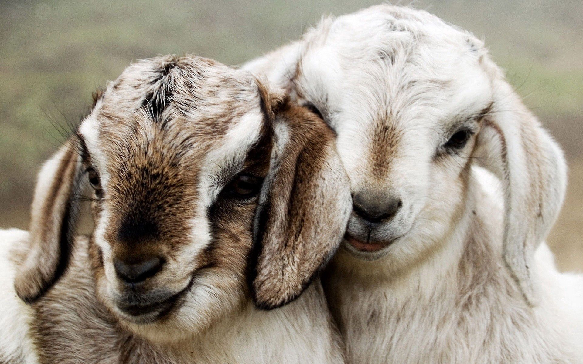 79661 download wallpaper animals, couple, pair, beautiful, sheep, lambs screensavers and pictures for free