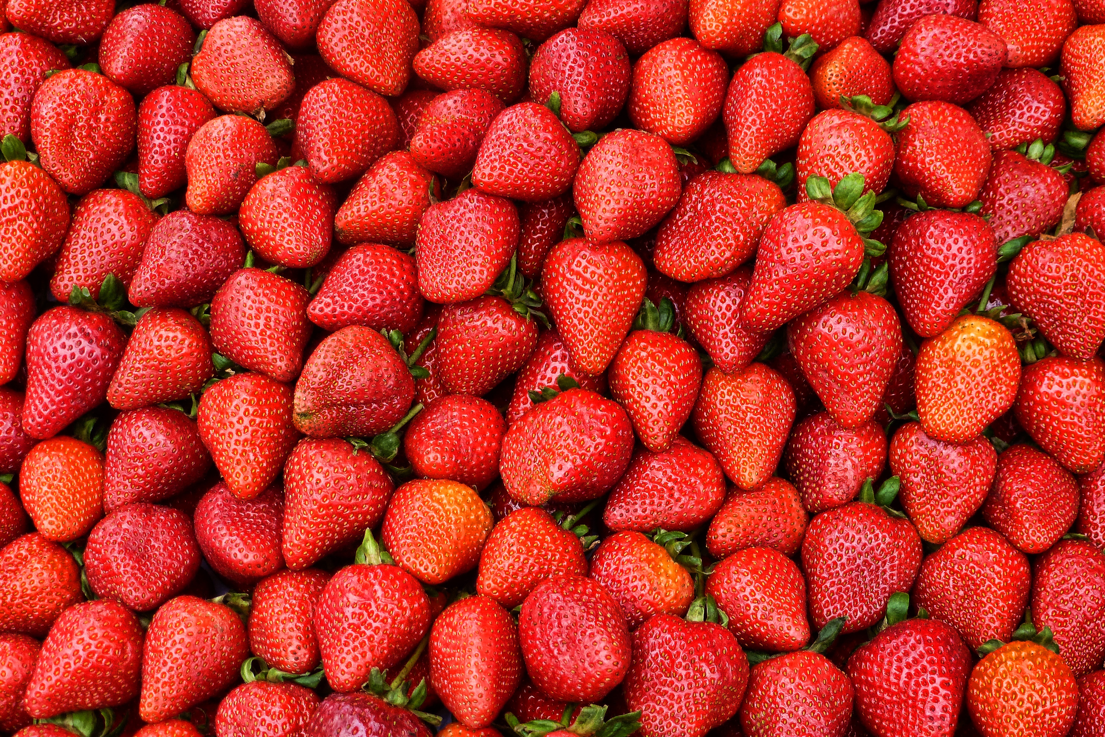 135823 download wallpaper ripe, food, strawberry, red, berry, harvest screensavers and pictures for free
