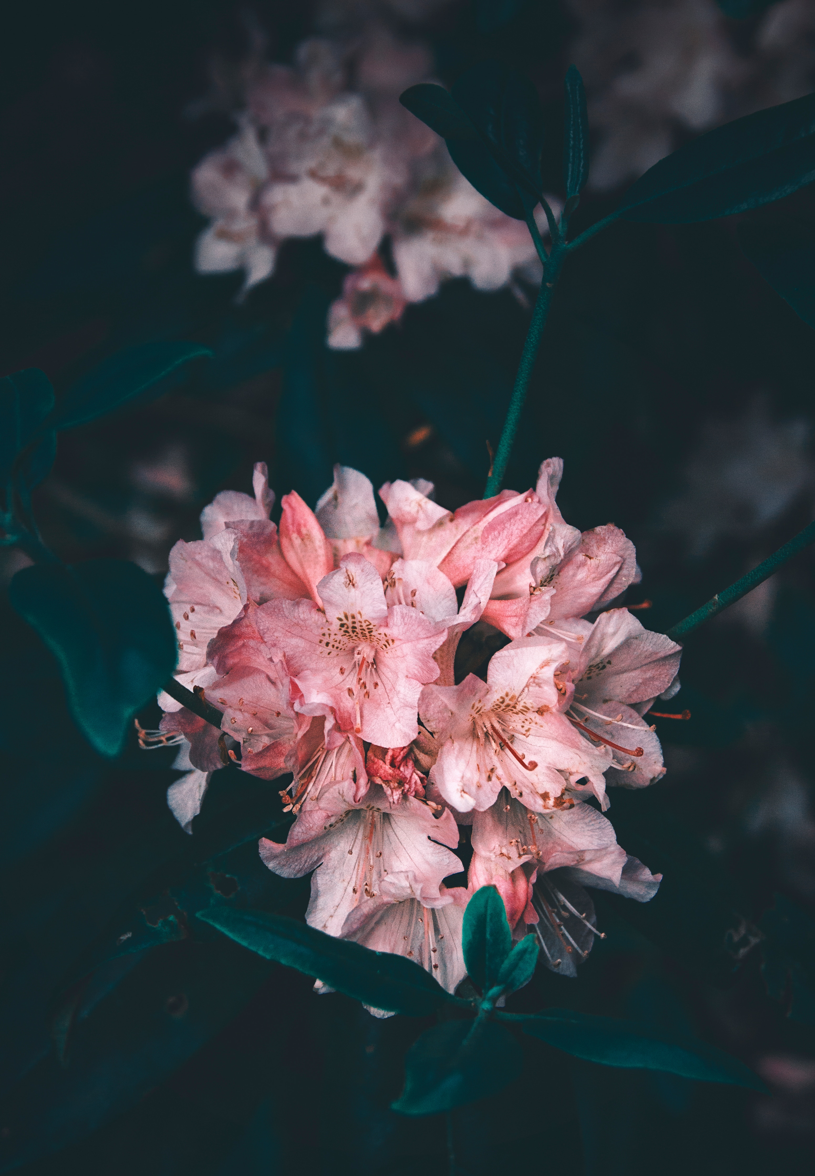 148669 Salvapantallas y fondos de pantalla Flores en tu teléfono. Descarga imágenes de rosado, rosa, florecer, flor gratis