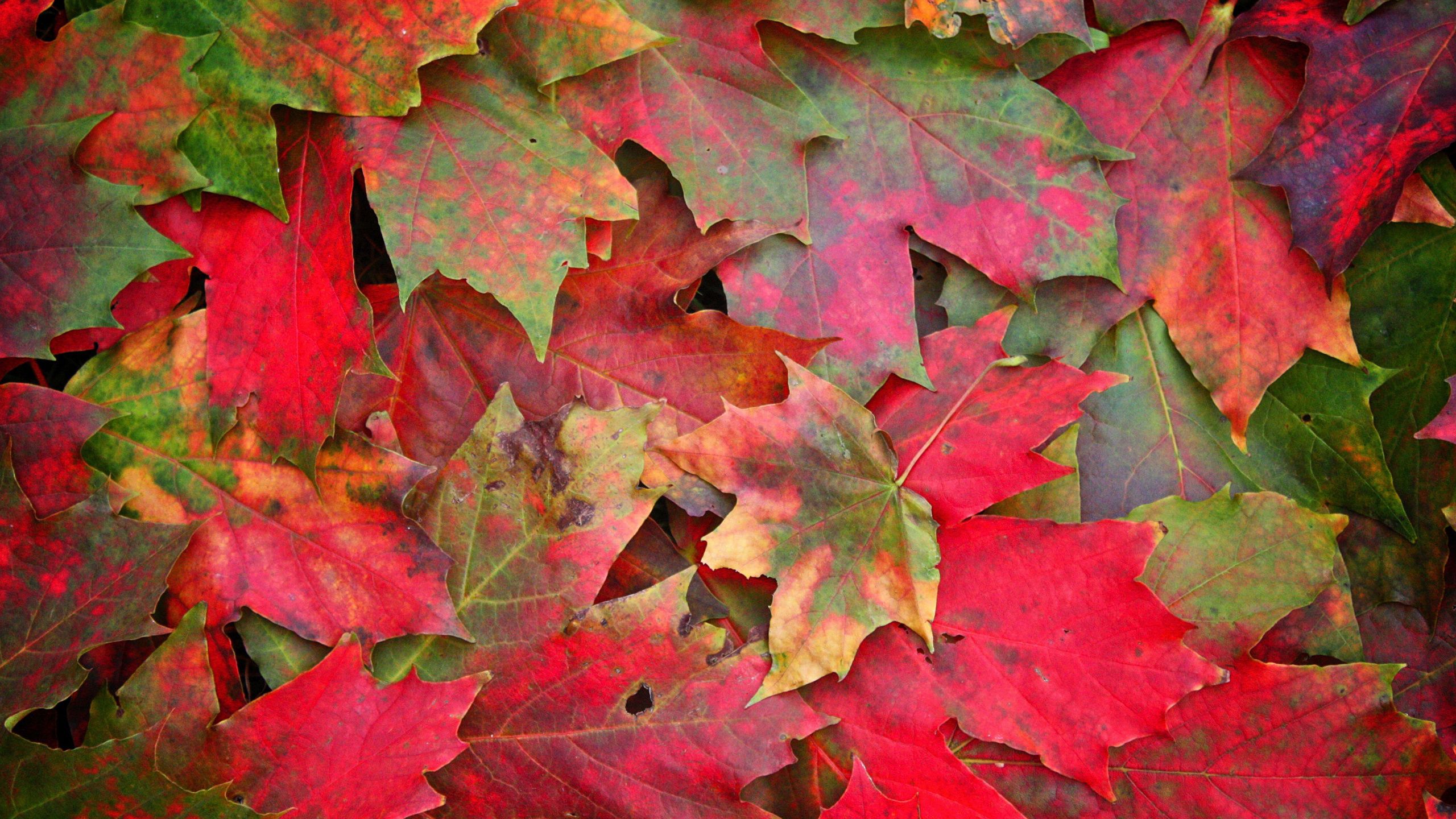 Smartphone Background macro, leaves, fallen, autumn