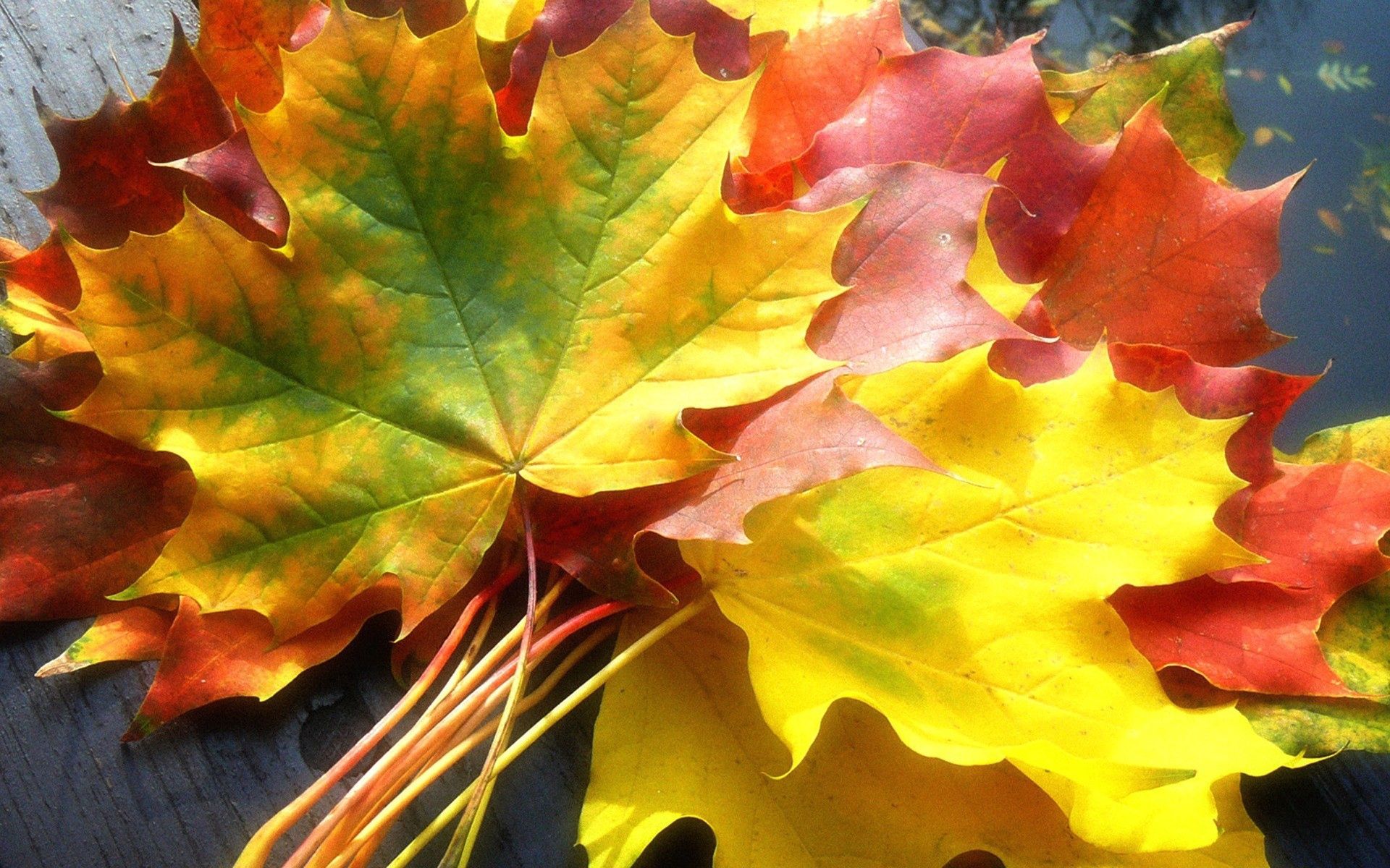 Handy-Wallpaper Strauß, Natur, Herbst, Blätter, Farbe, Bouquet, Farben, Ahorn kostenlos herunterladen.