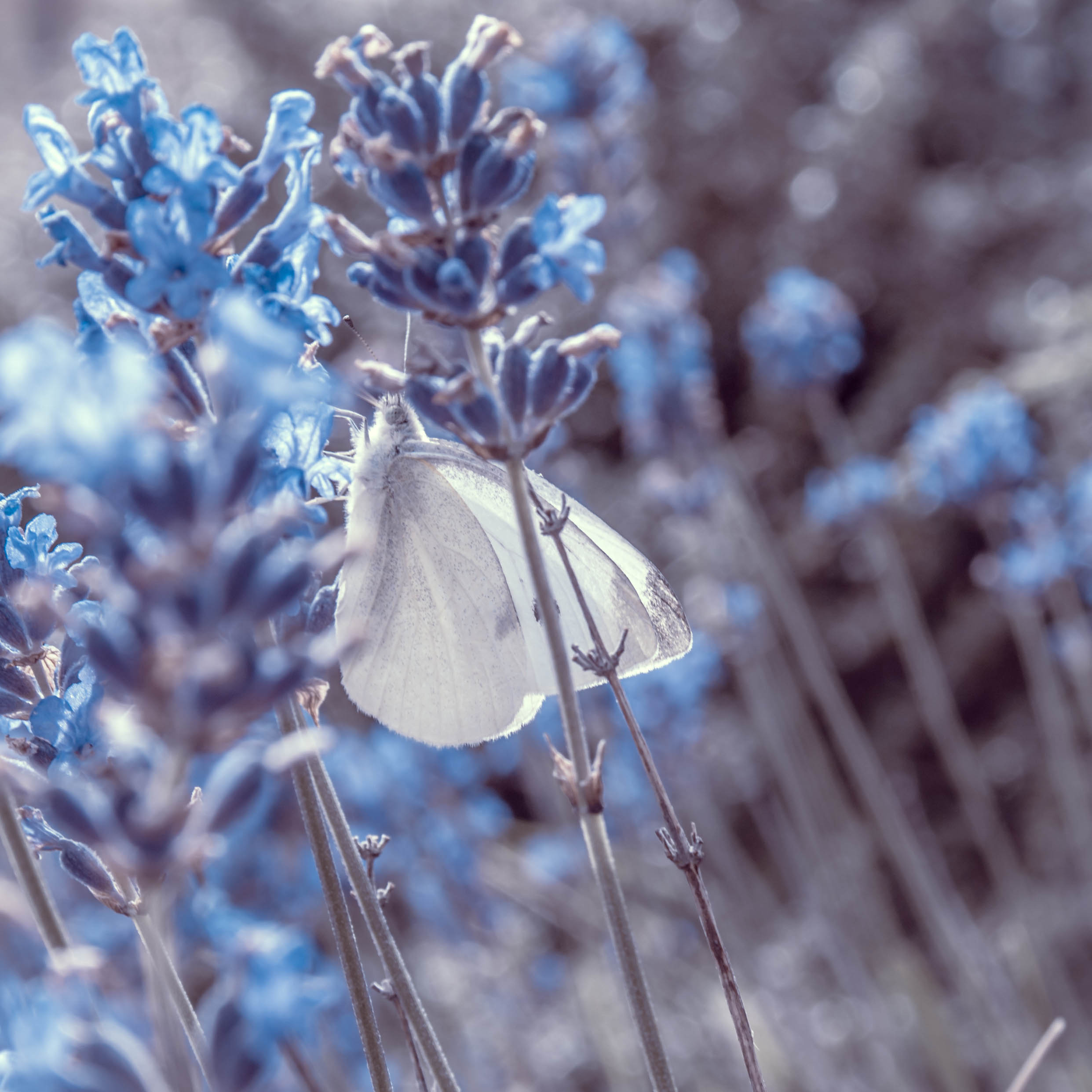 Mobile Wallpaper: Free HD Download [HQ] flowers, lavender, macro, close-up