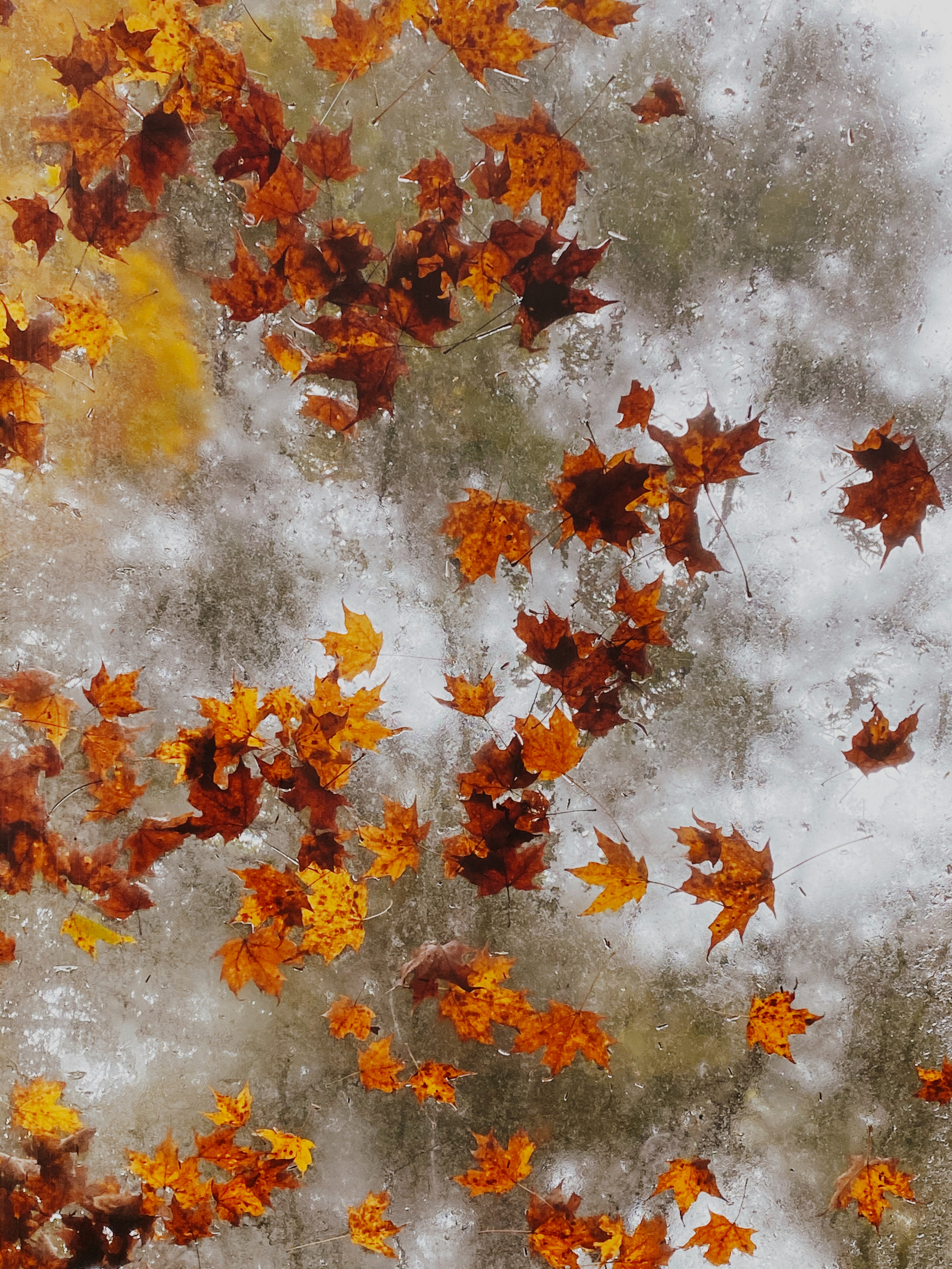 Smartphone Background autumn, leaves, nature, ice