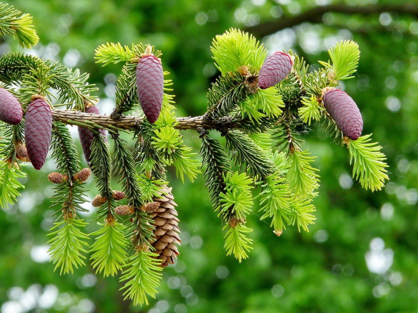 fir-trees, green, landscape, nature Cones HQ Background Images
