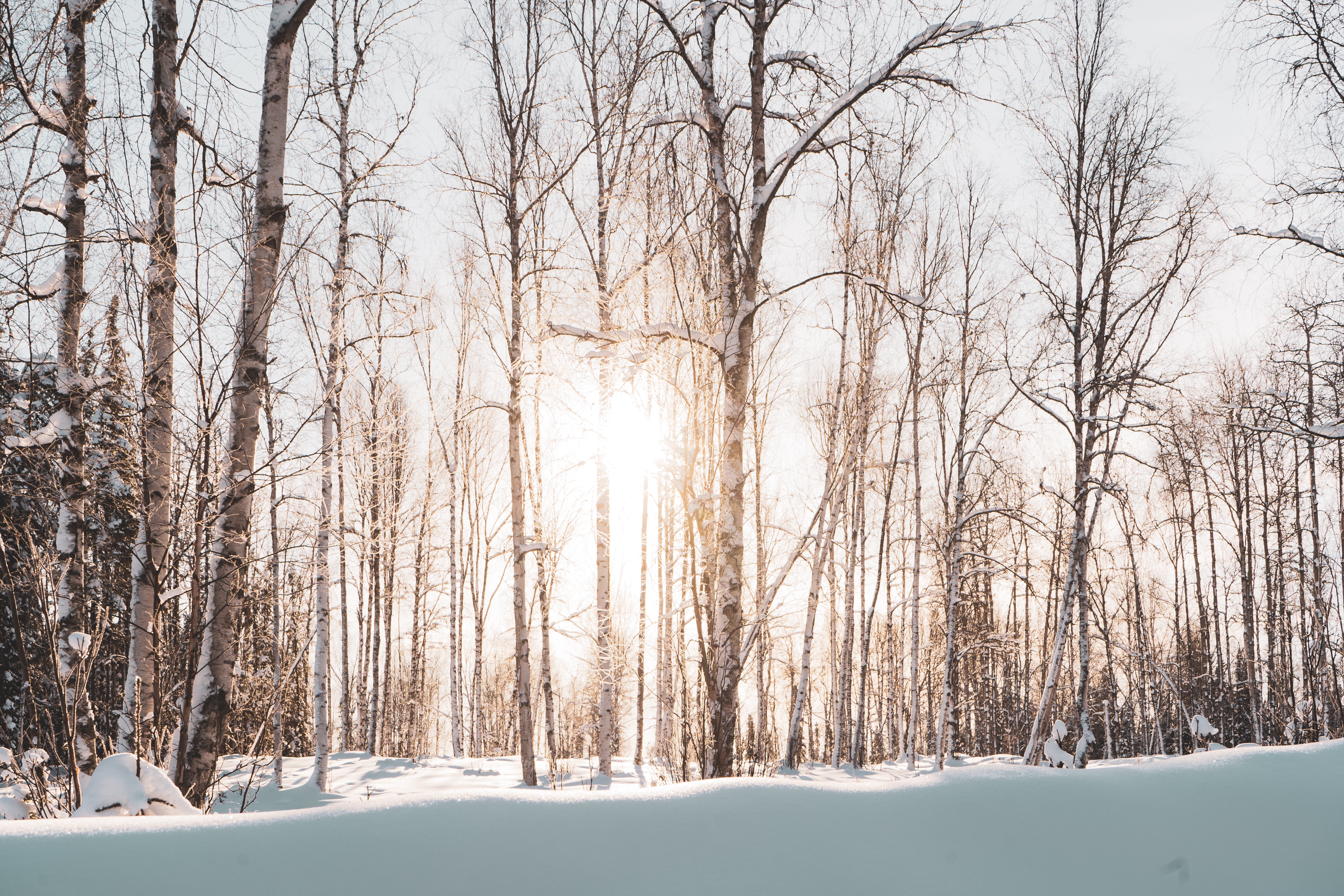 140635 descargar fondo de pantalla paisaje, invierno, naturaleza, árboles, nieve, bosque, luz de sol, luz del sol: protectores de pantalla e imágenes gratis