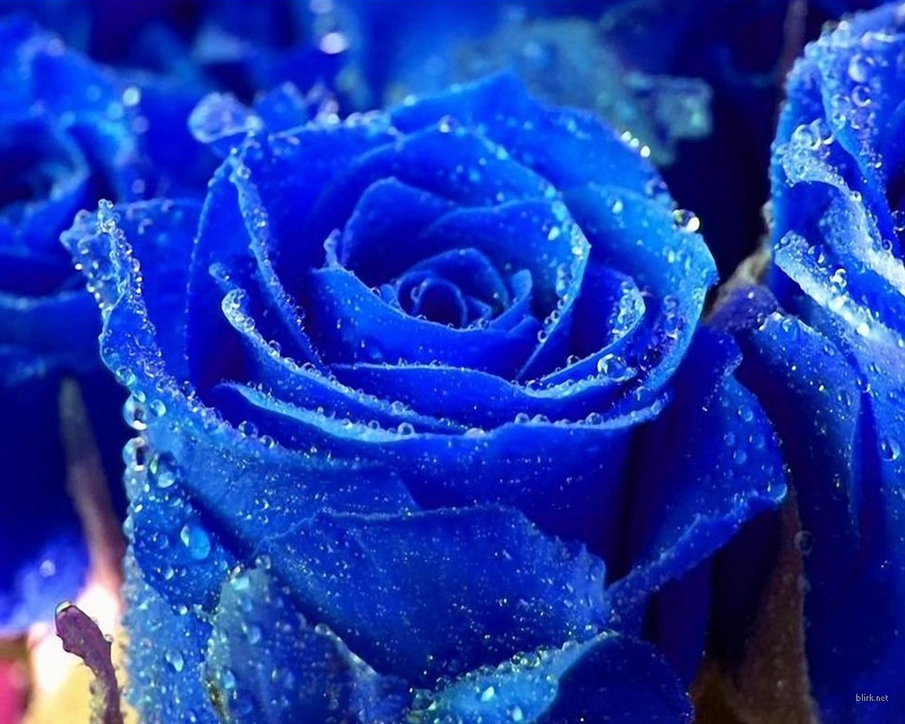 flowers, roses, drops, blue, plants iphone wallpaper
