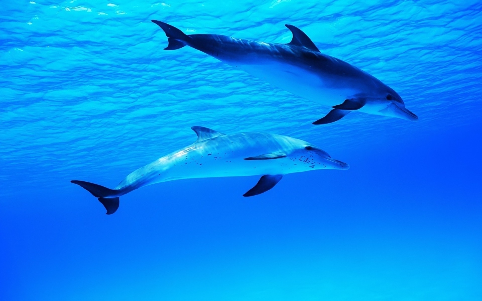 24158 Bild herunterladen tiere, delfine, sea, blau - Hintergrundbilder und Bildschirmschoner kostenlos