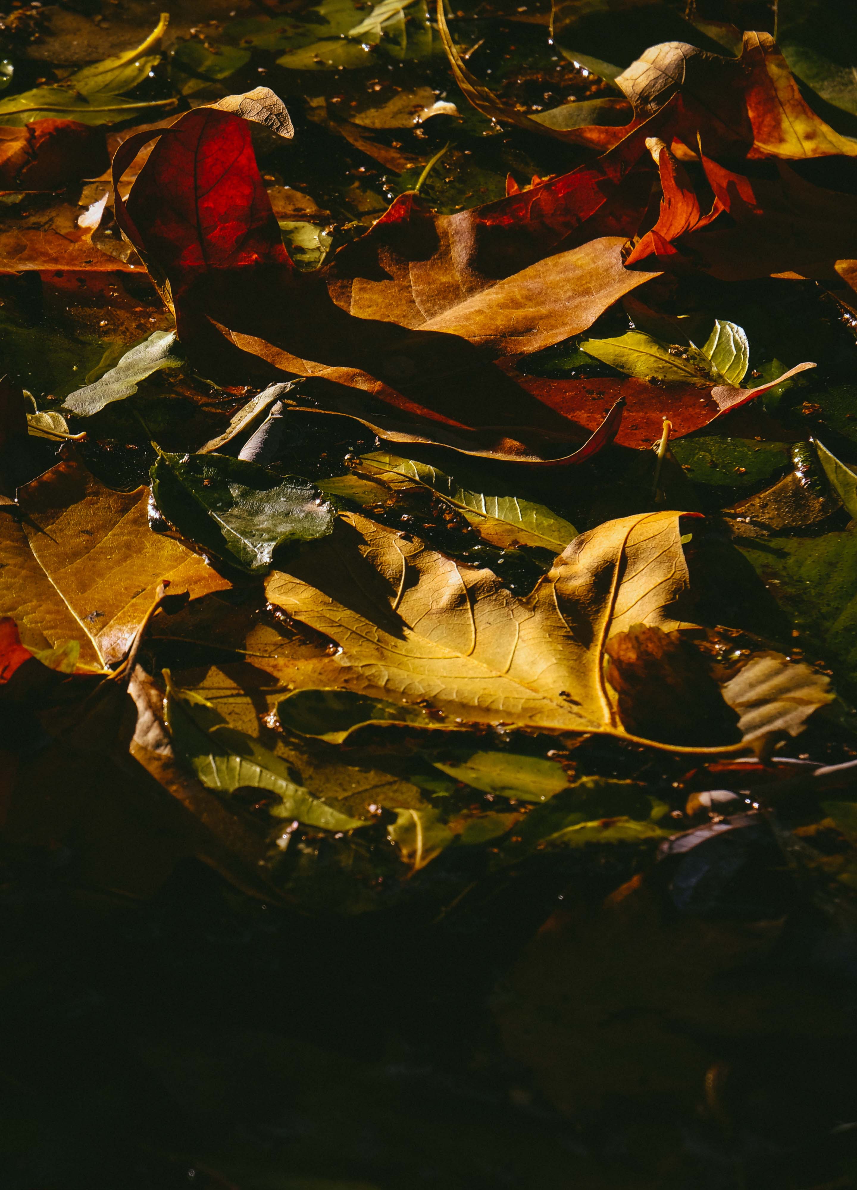 119956 Screensavers and Wallpapers Fallen for phone. Download nature, autumn, leaves, dark, wet, fallen pictures for free