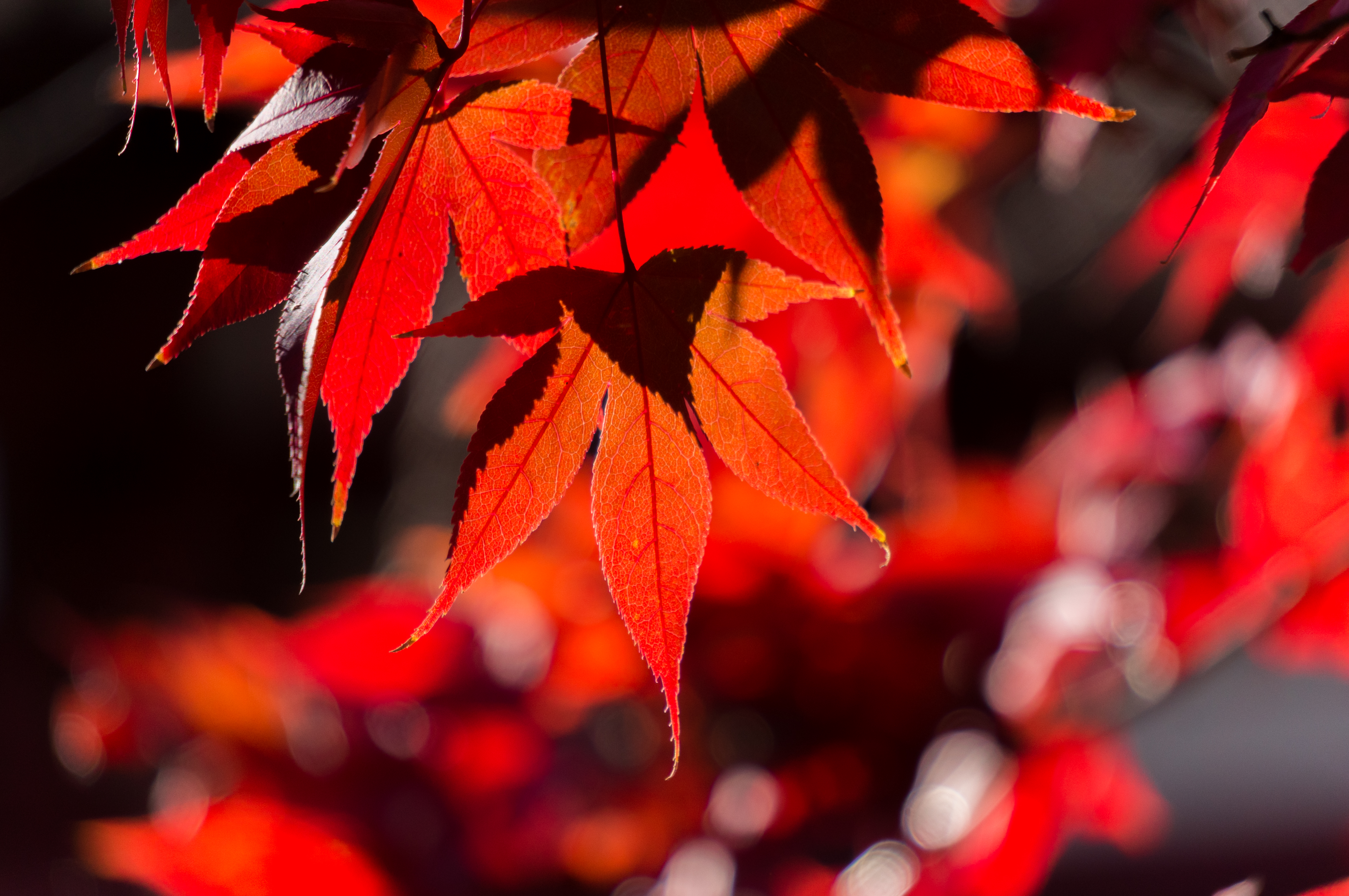 autumn, leaves, red, macro, branch, maple UHD
