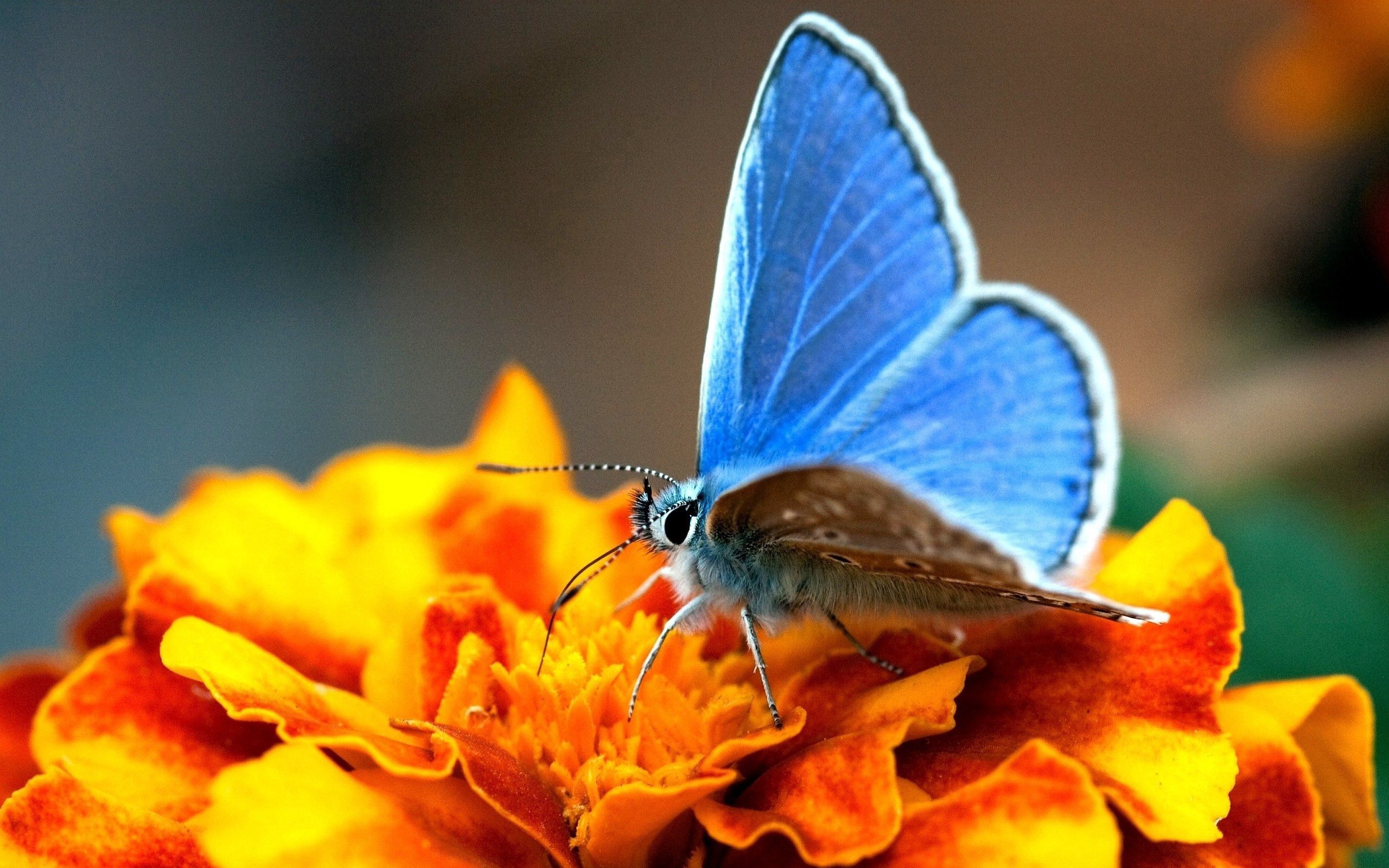32k Wallpaper Butterfly blue, wings, macro, surface
