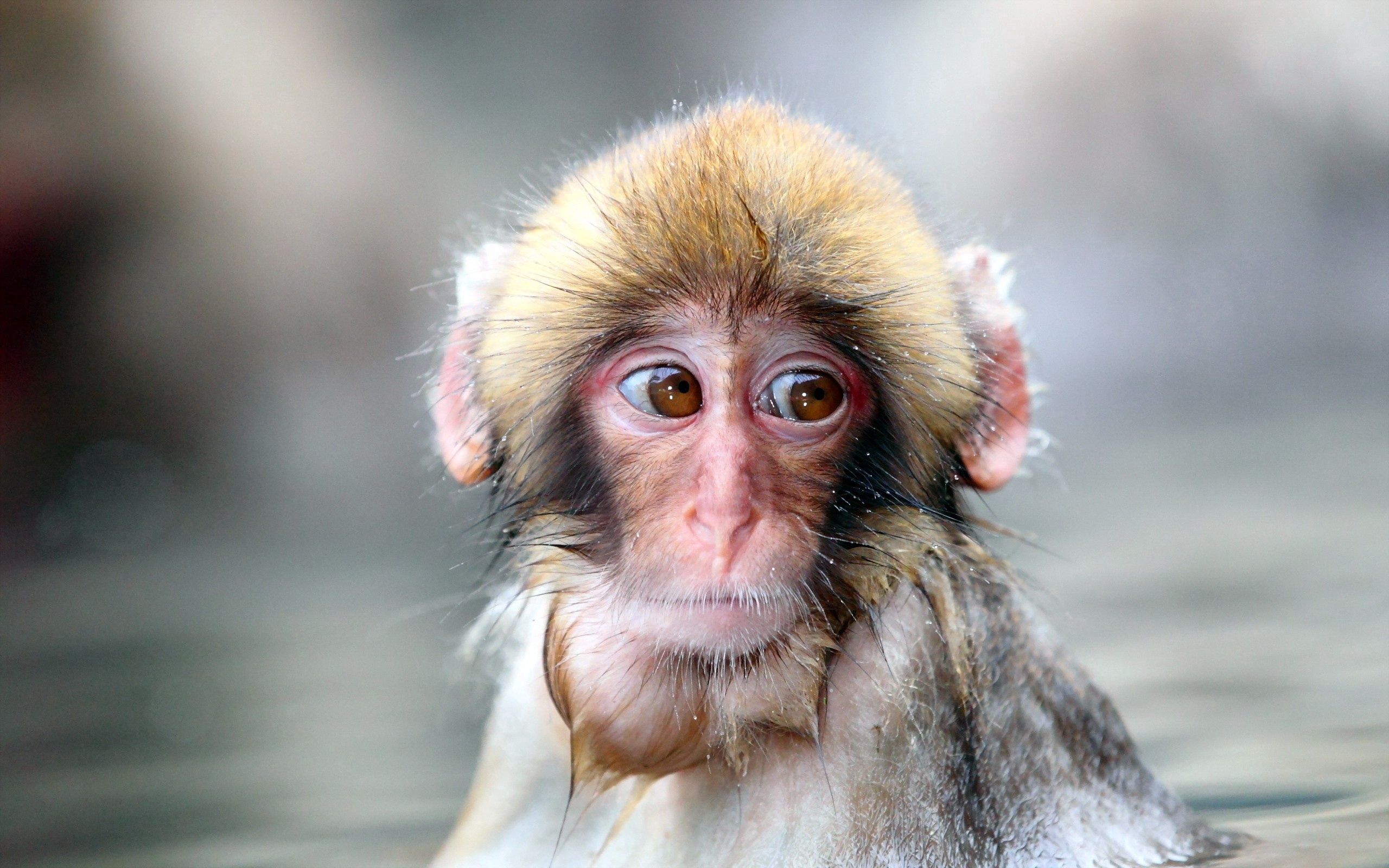 80786 download wallpaper sadness, animals, muzzle, wet, monkey, sight, opinion, sorrow screensavers and pictures for free