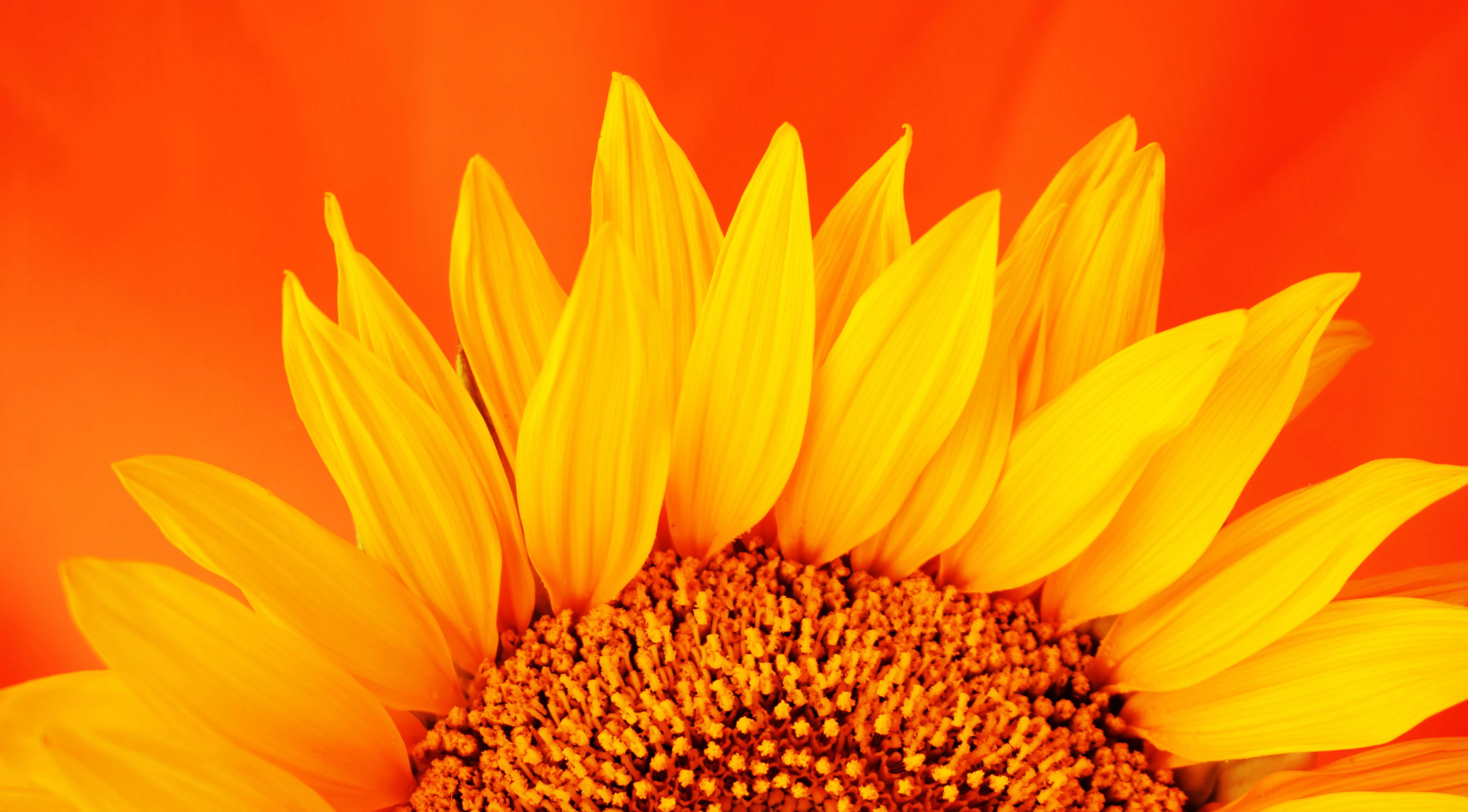 147299 Hintergrundbilder und Sonnenblume Bilder auf dem Desktop. Laden Sie blumen, makro, blume, blütenblätter Bildschirmschoner kostenlos auf den PC herunter