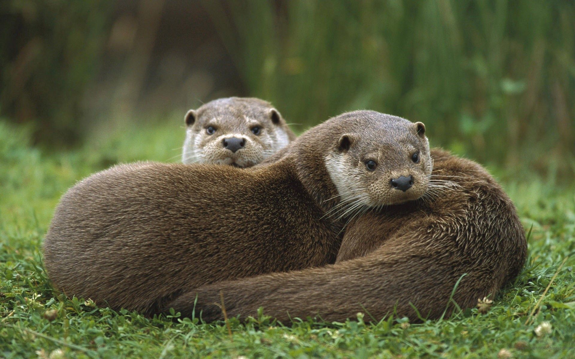 51705 Bild herunterladen tiere, grass, paar, sich hinlegen, liegen, otter, europäisch - Hintergrundbilder und Bildschirmschoner kostenlos