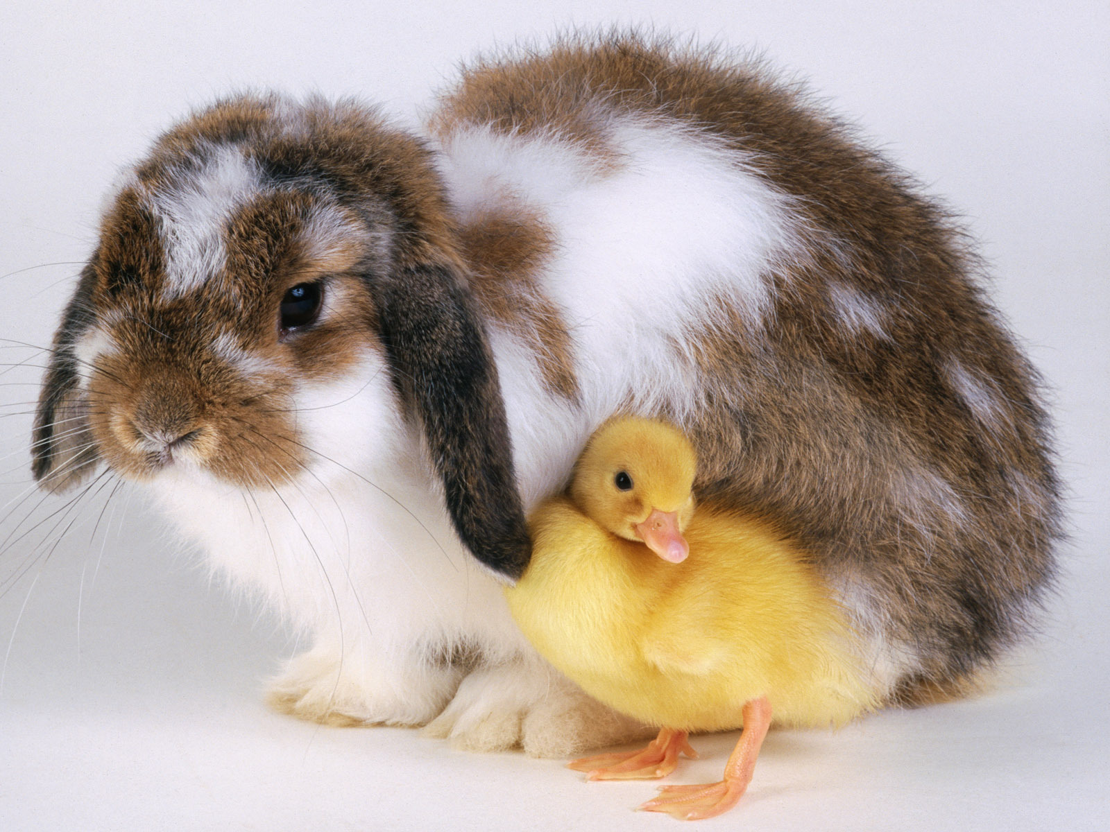 10396 Bild herunterladen tiere, nagetiere, kaninchen - Hintergrundbilder und Bildschirmschoner kostenlos