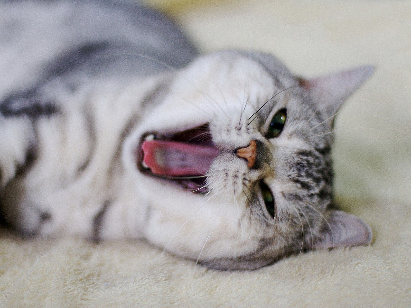 animals, cat, muzzle, mouth, to yawn, yawn, nose 4K