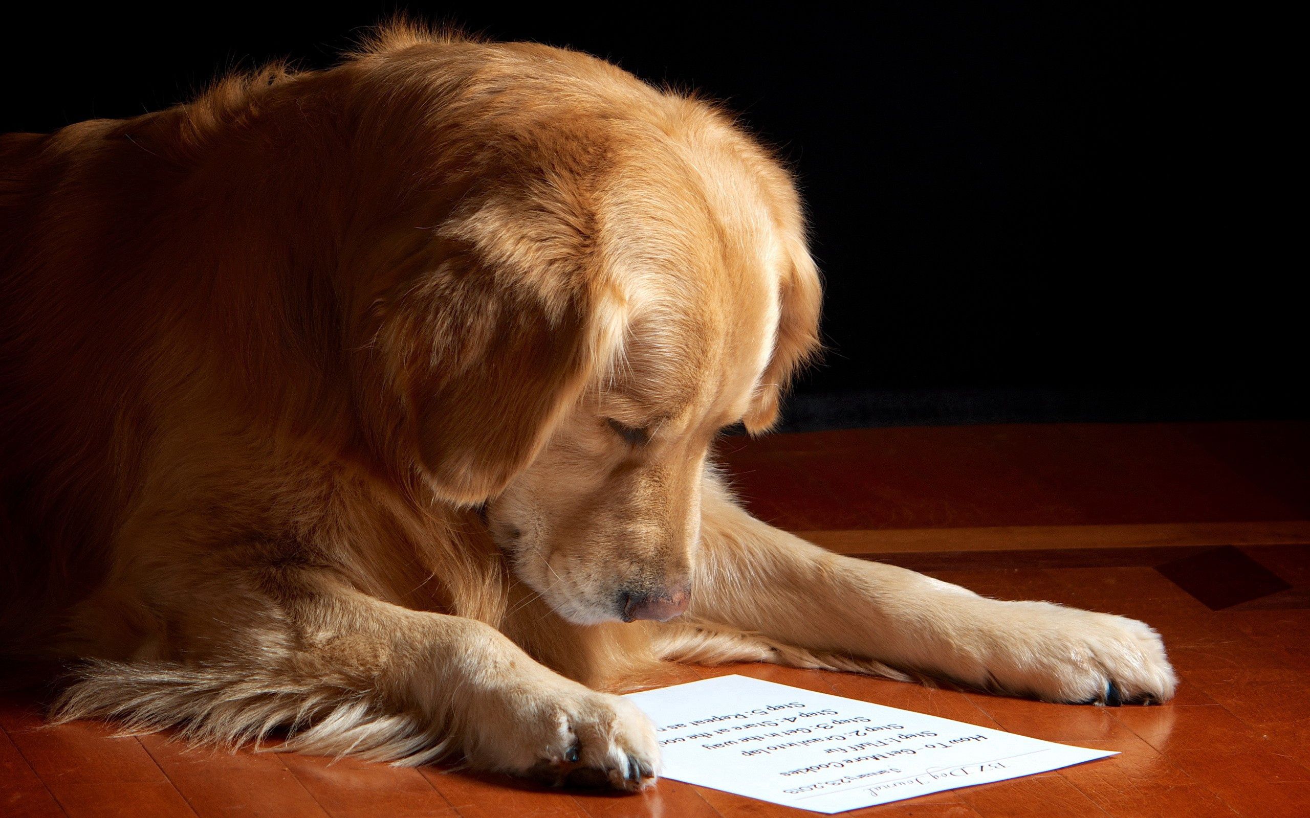 animals, leaf, reading, dog, muzzle, sheet, paper wallpapers for tablet