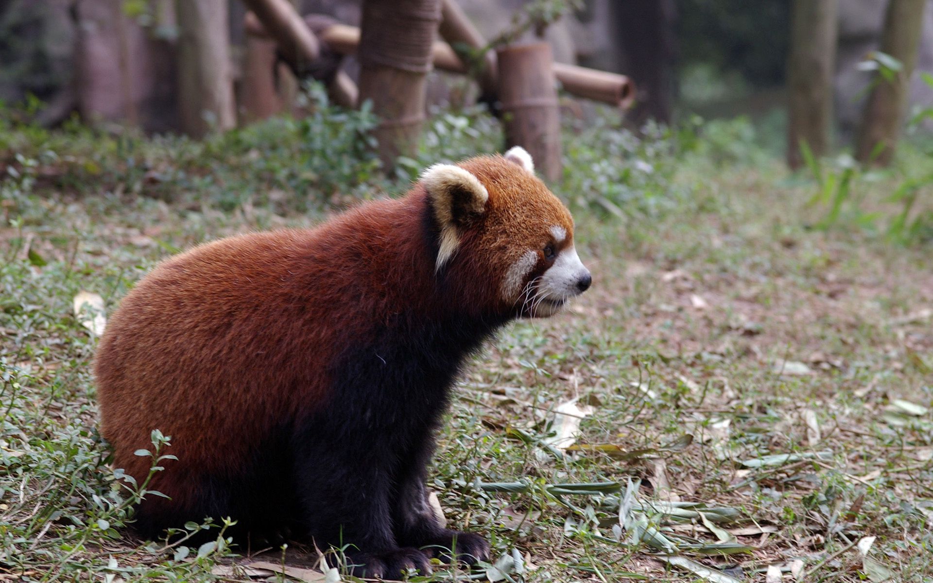 55139 Hintergrundbild herunterladen tiere, grass, sitzen, tier, roter panda - Bildschirmschoner und Bilder kostenlos