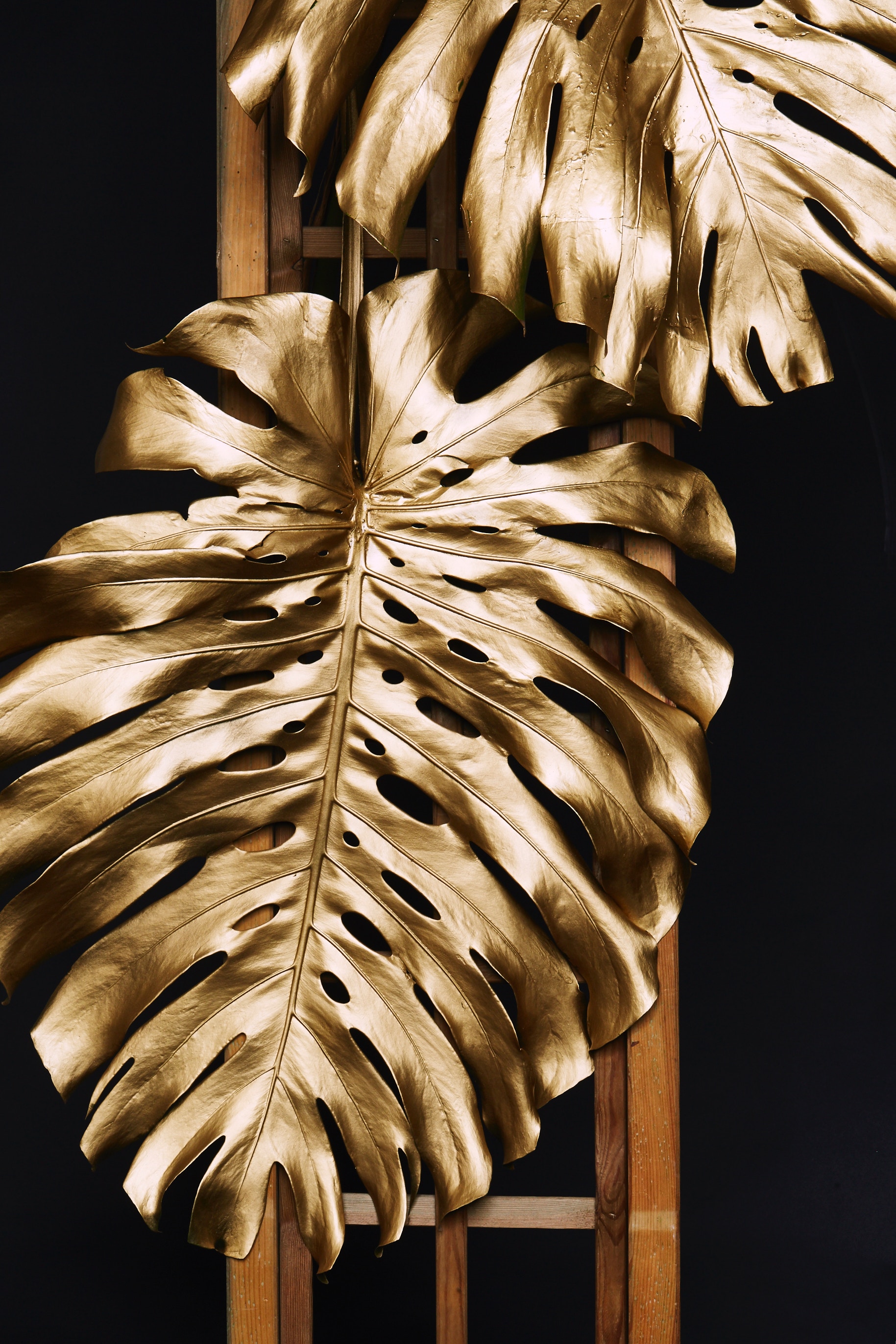 paint, monstera, miscellaneous, miscellanea Golden HD Android Wallpapers