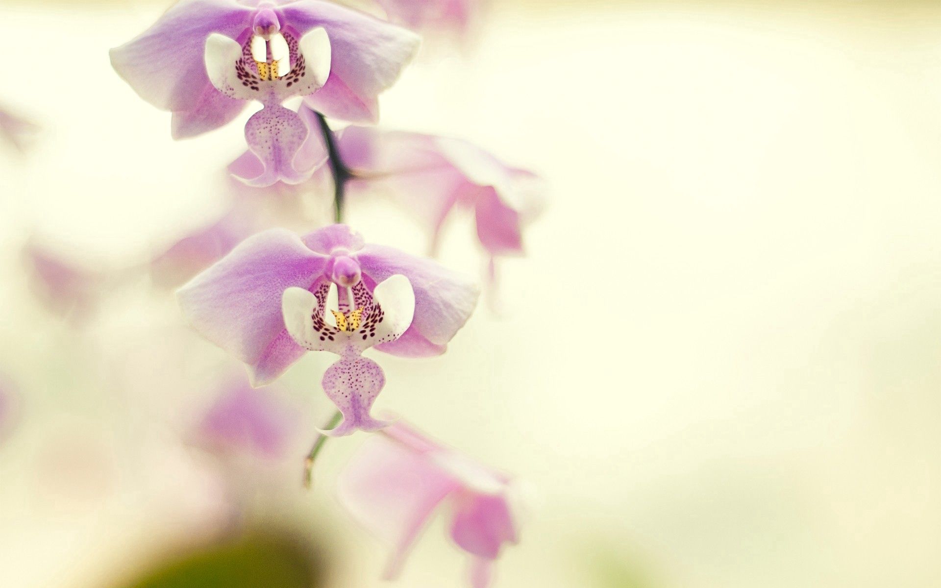 107128 Bildschirmschoner und Hintergrundbilder Orchidee auf Ihrem Telefon. Laden Sie ast, zweig, orchid, blume Bilder kostenlos herunter