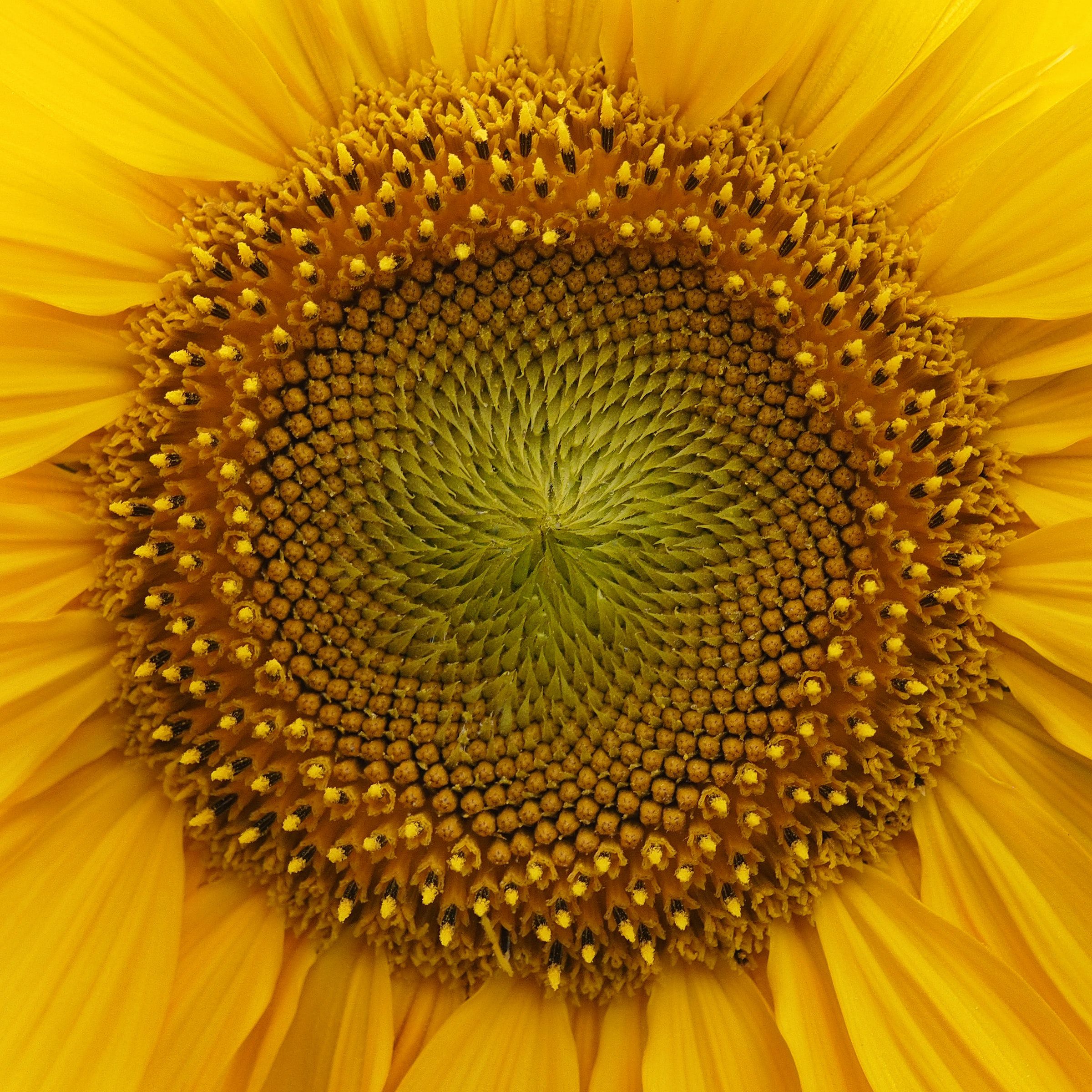 141862 Hintergrundbilder und Sonnenblume Bilder auf dem Desktop. Laden Sie blume, gelb, blumen, makro Bildschirmschoner kostenlos auf den PC herunter
