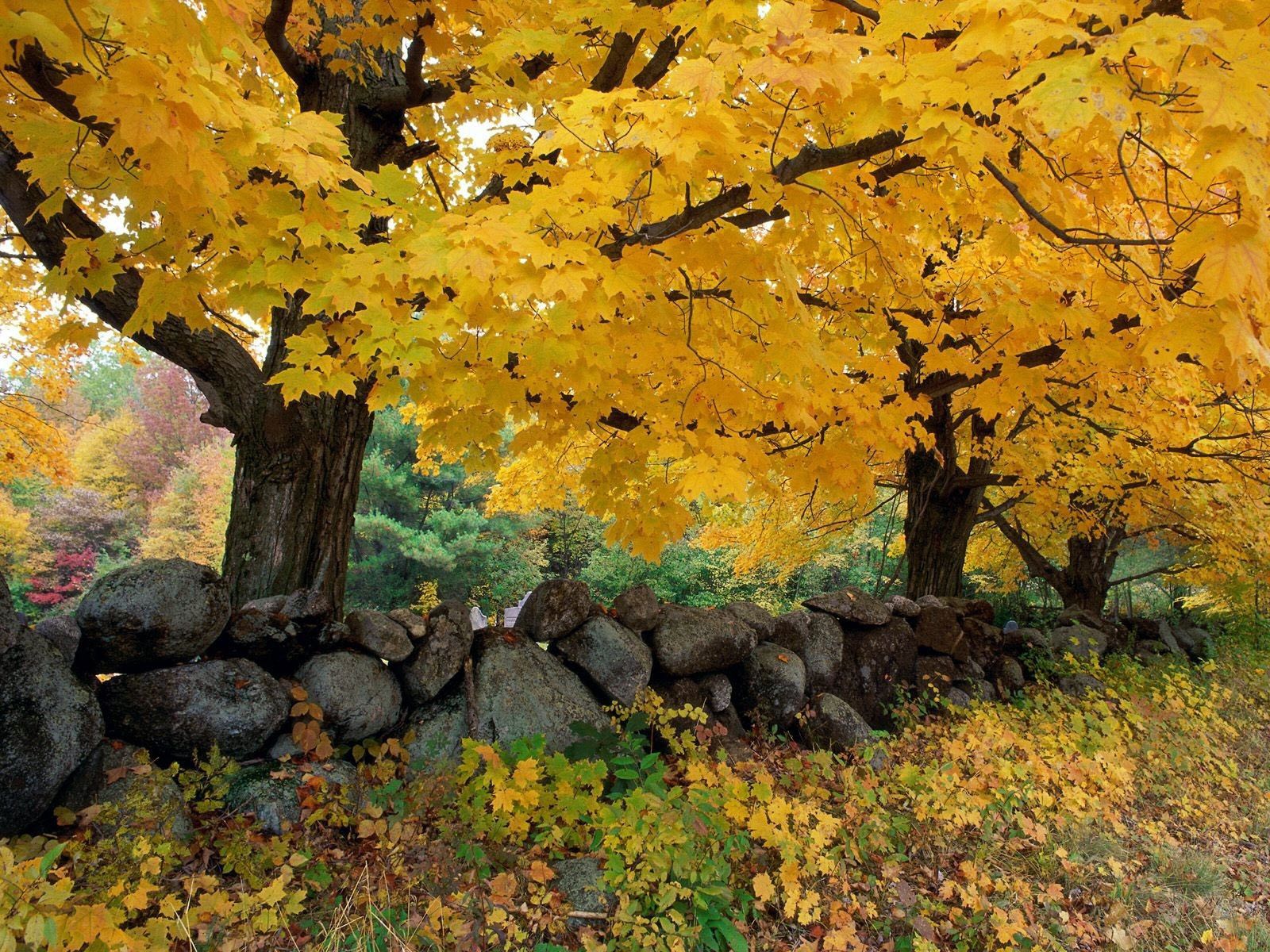 nature, autumn, maple, trees Stones Full HD Wallpaper