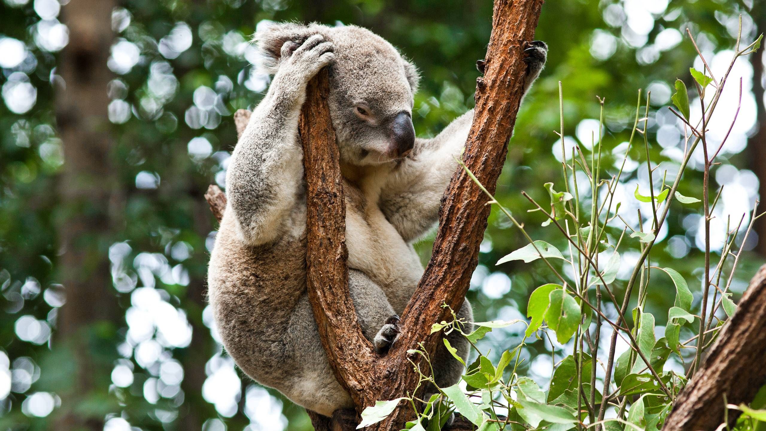 84947 Hintergrundbild herunterladen tiere, bäume, entspannung, ruhepause, schlafen, traum, koala - Bildschirmschoner und Bilder kostenlos