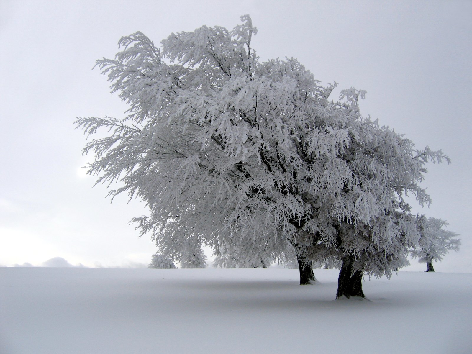 4K for PC earth, tree, winter, nature Snow