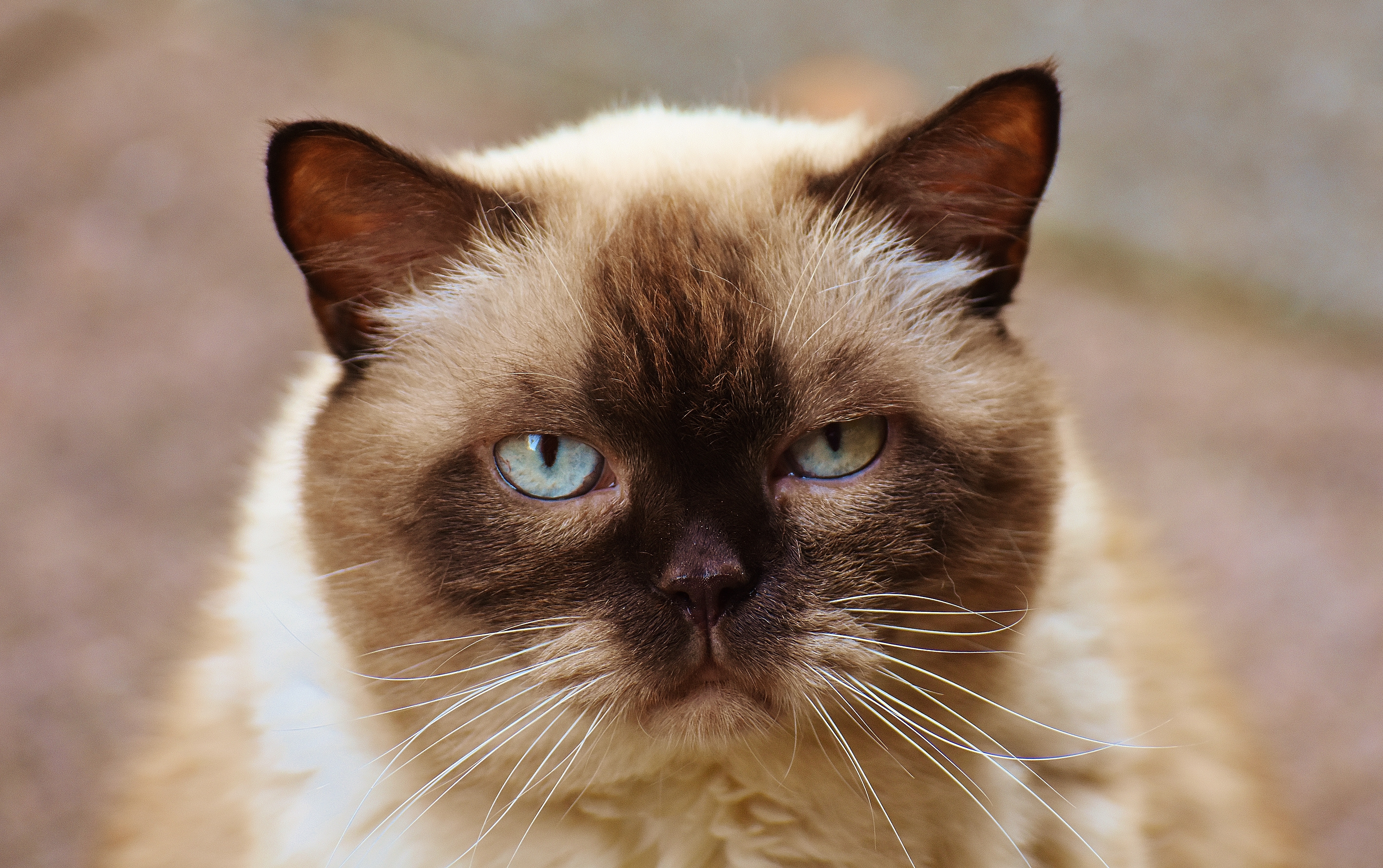 animals, muzzle, beautiful, british shorthair cat, british shorthaired cat