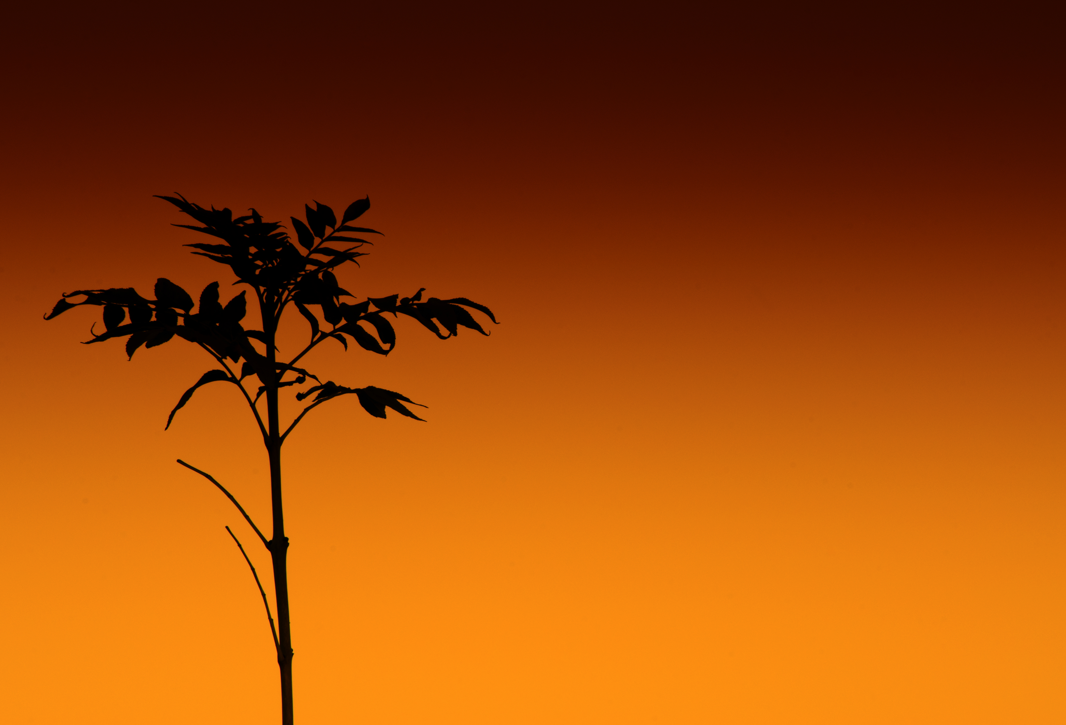 136281 Hintergrundbilder und Stiel Bilder auf dem Desktop. Laden Sie orange, pflanze, stengel, silhouette Bildschirmschoner kostenlos auf den PC herunter