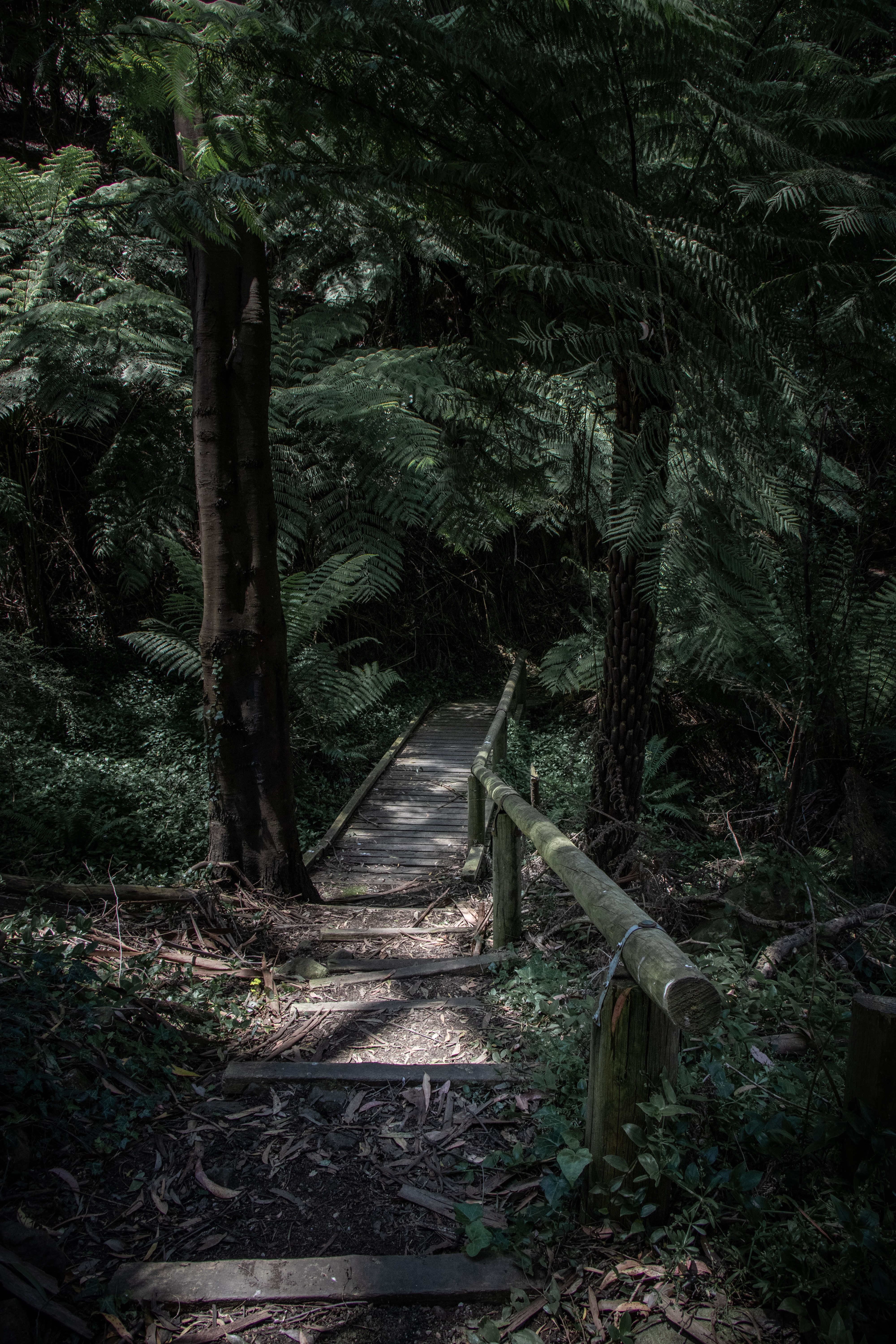 bridge, nature, trees, fern, forest, path 1080p