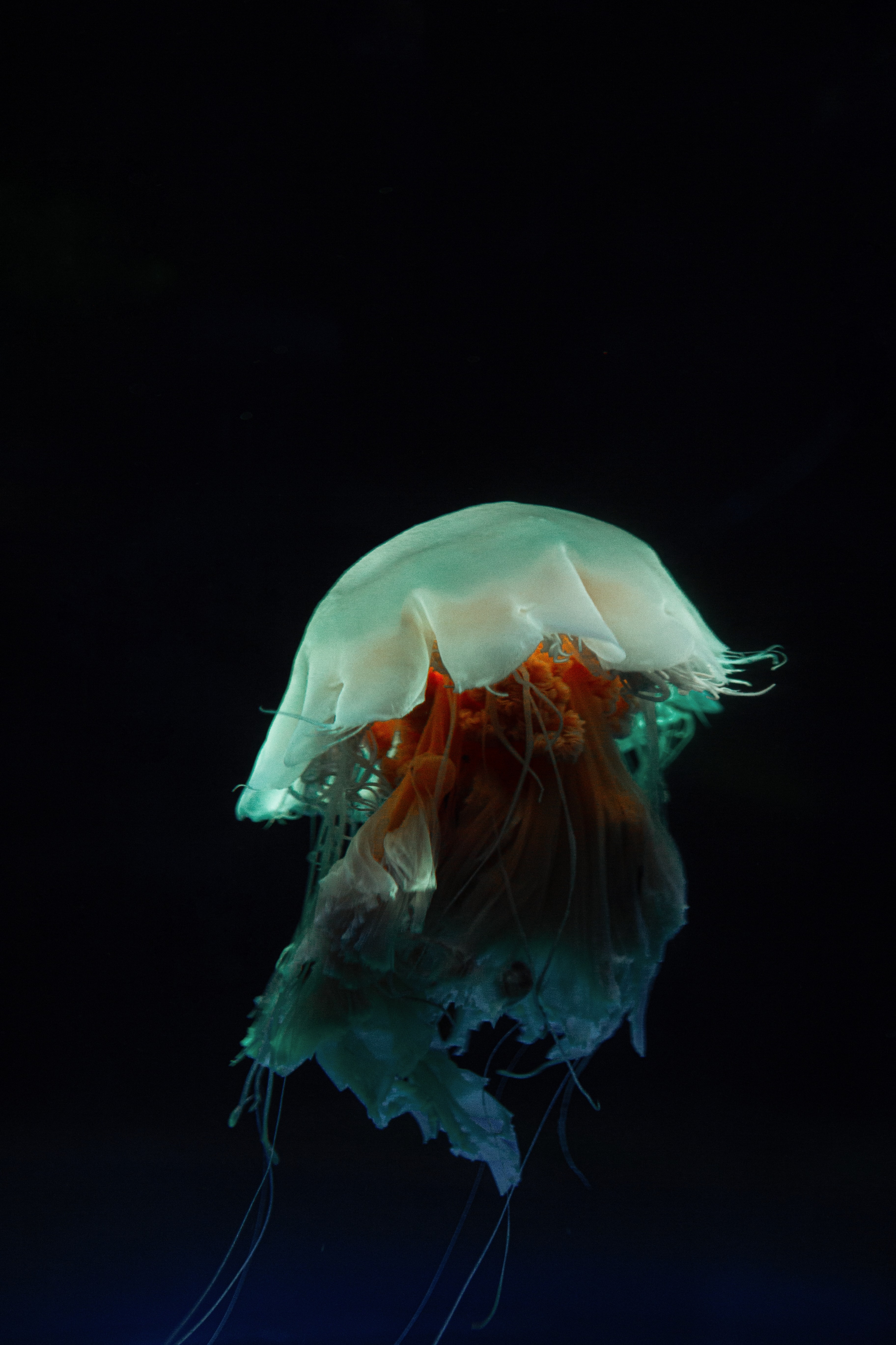 Images & Pictures animals, underwater world, dark, tentacles Jellyfish