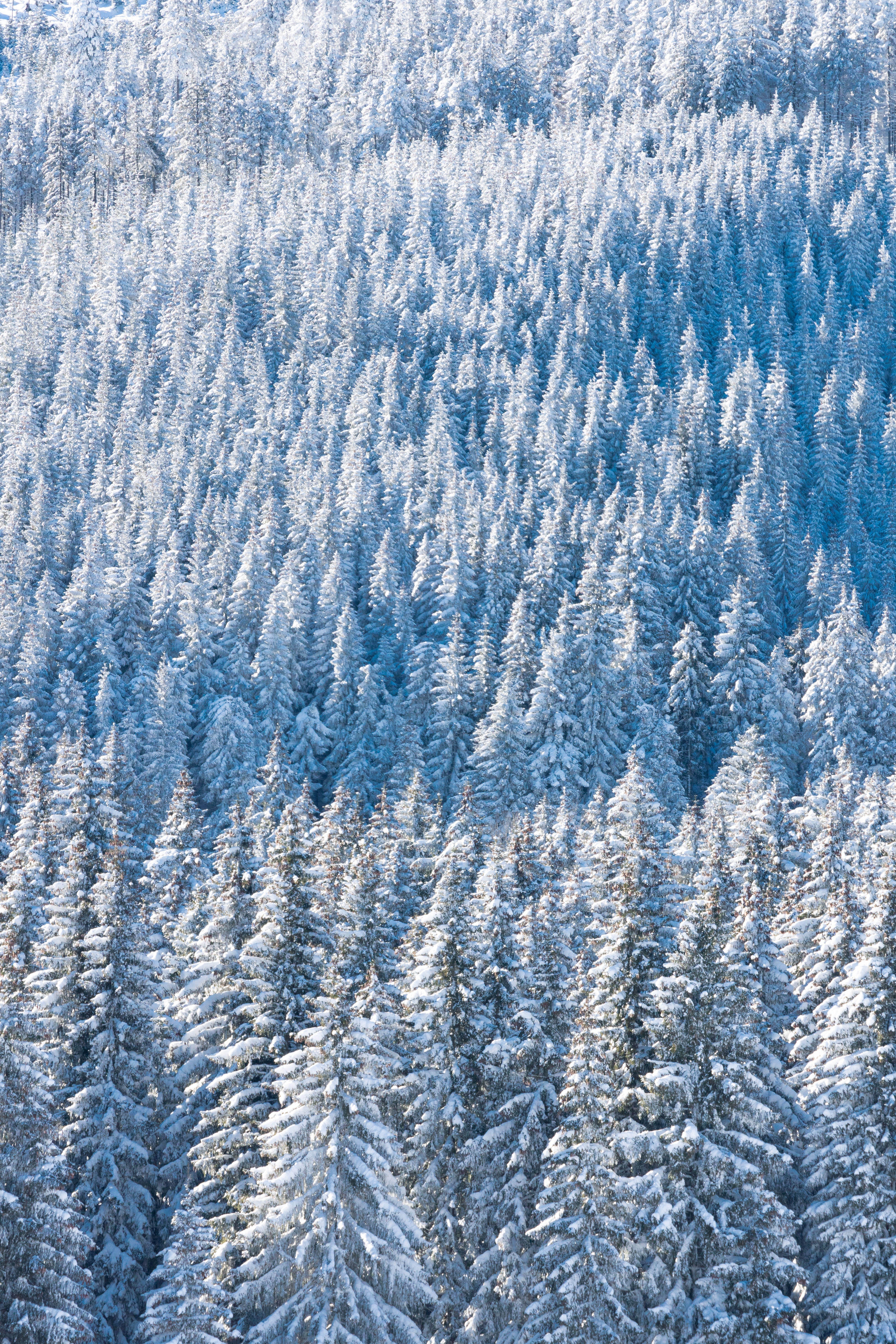 Laden Sie das Winter, Natur, Schnee, Tannenbaum, Blick Von Oben, Wald-Bild kostenlos auf Ihren PC-Desktop herunter