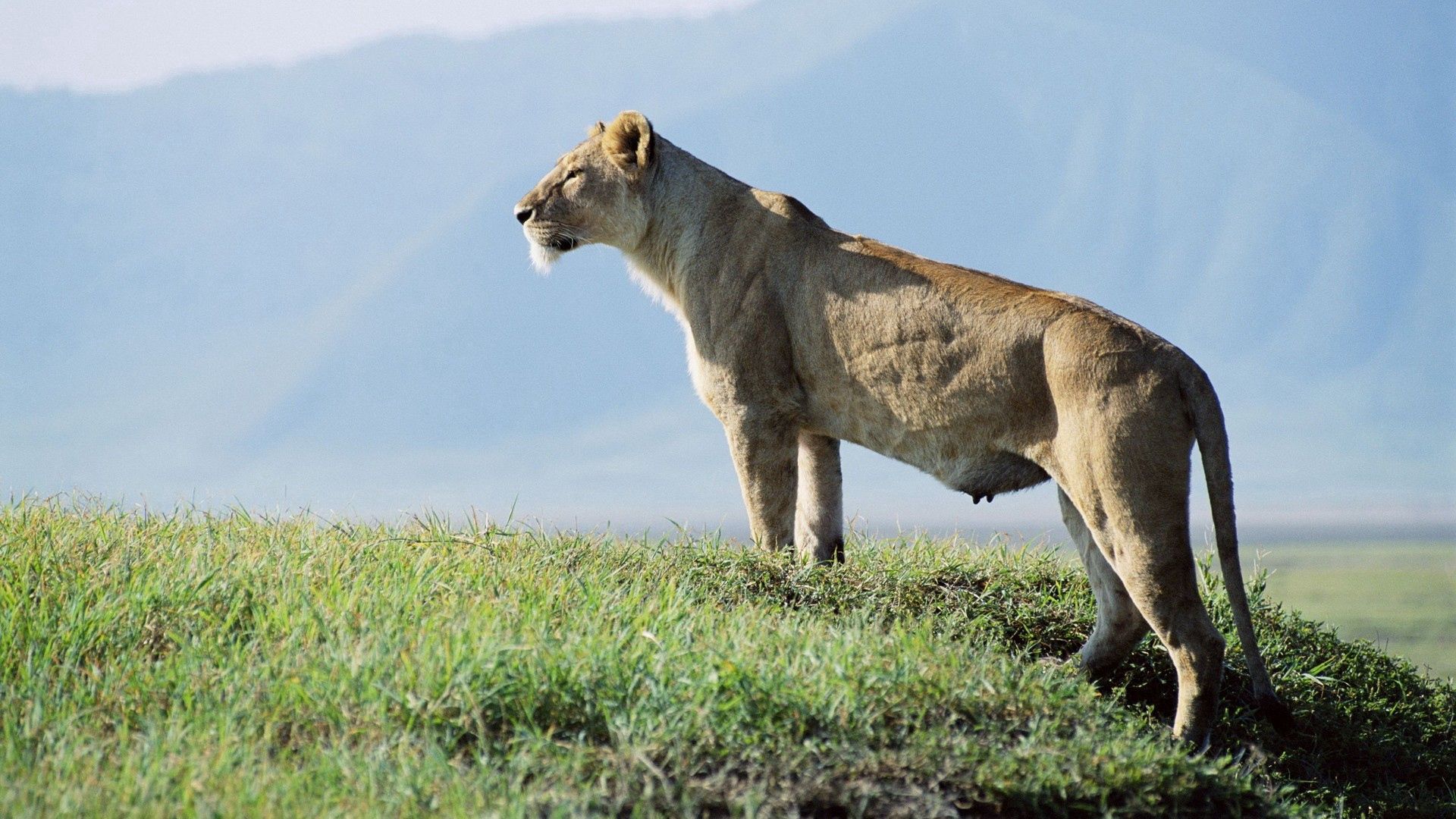 iPhone Wallpapers animals, sky, observation, grass Lioness